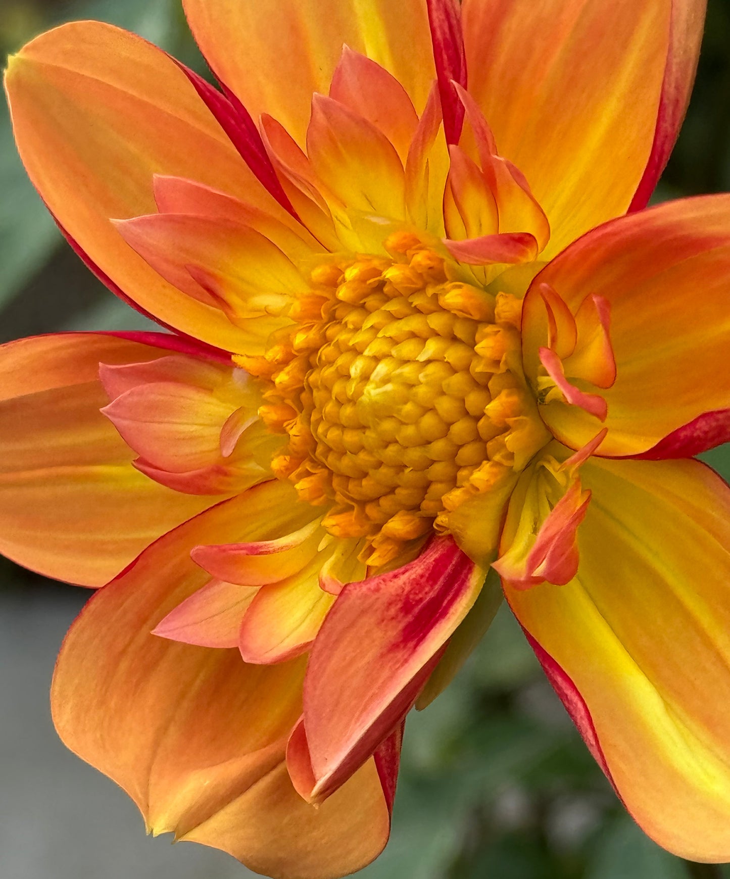 Jessica’s Dream Dahlia