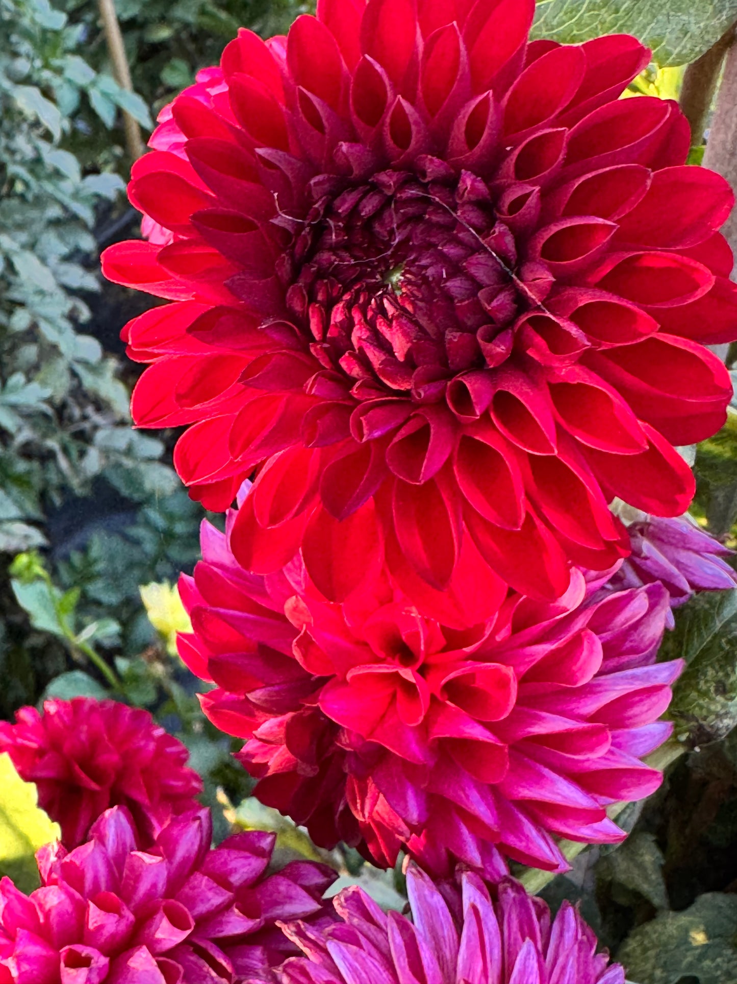 Jowey Rita Dahlia