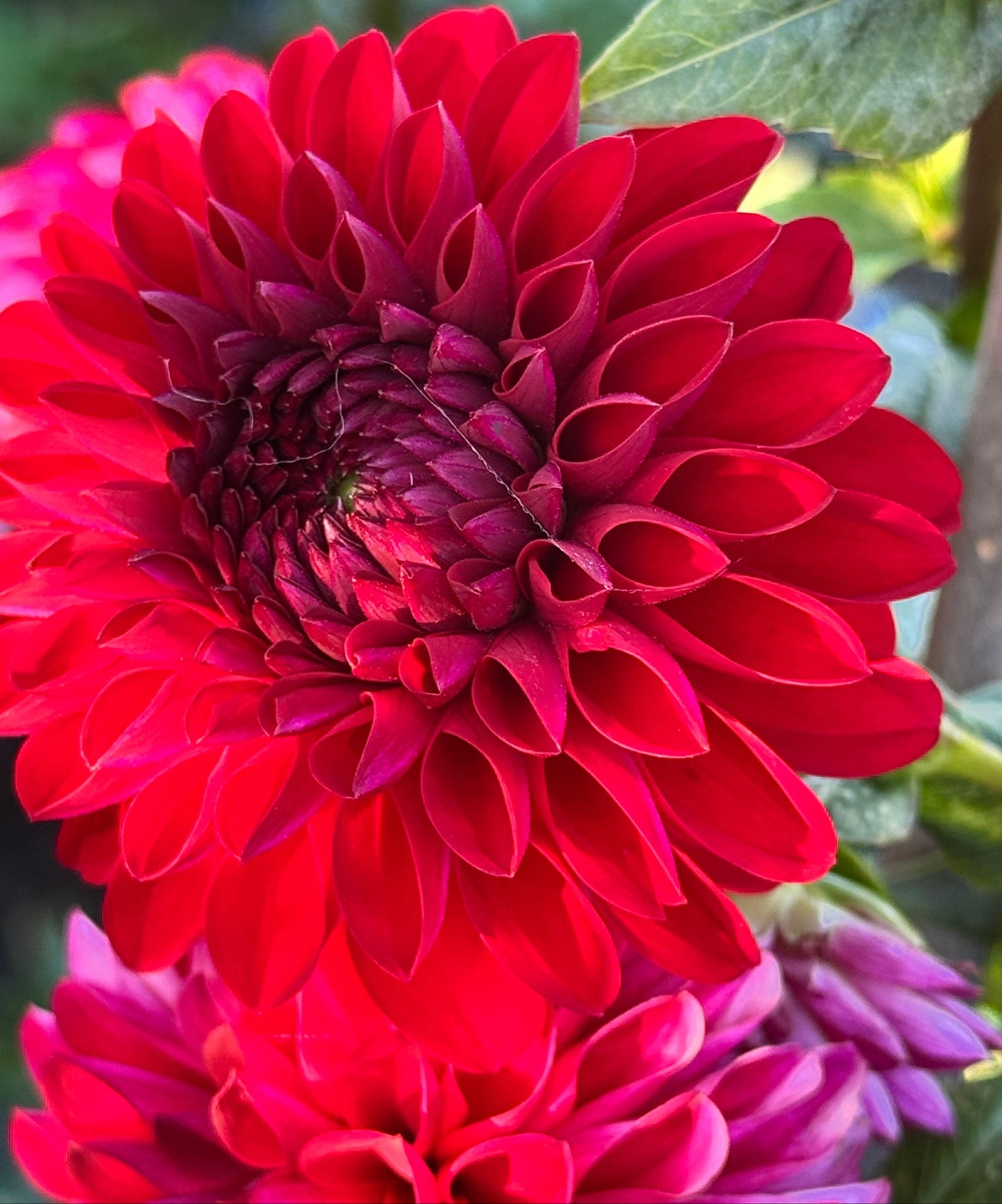 Jowey Rita Dahlia