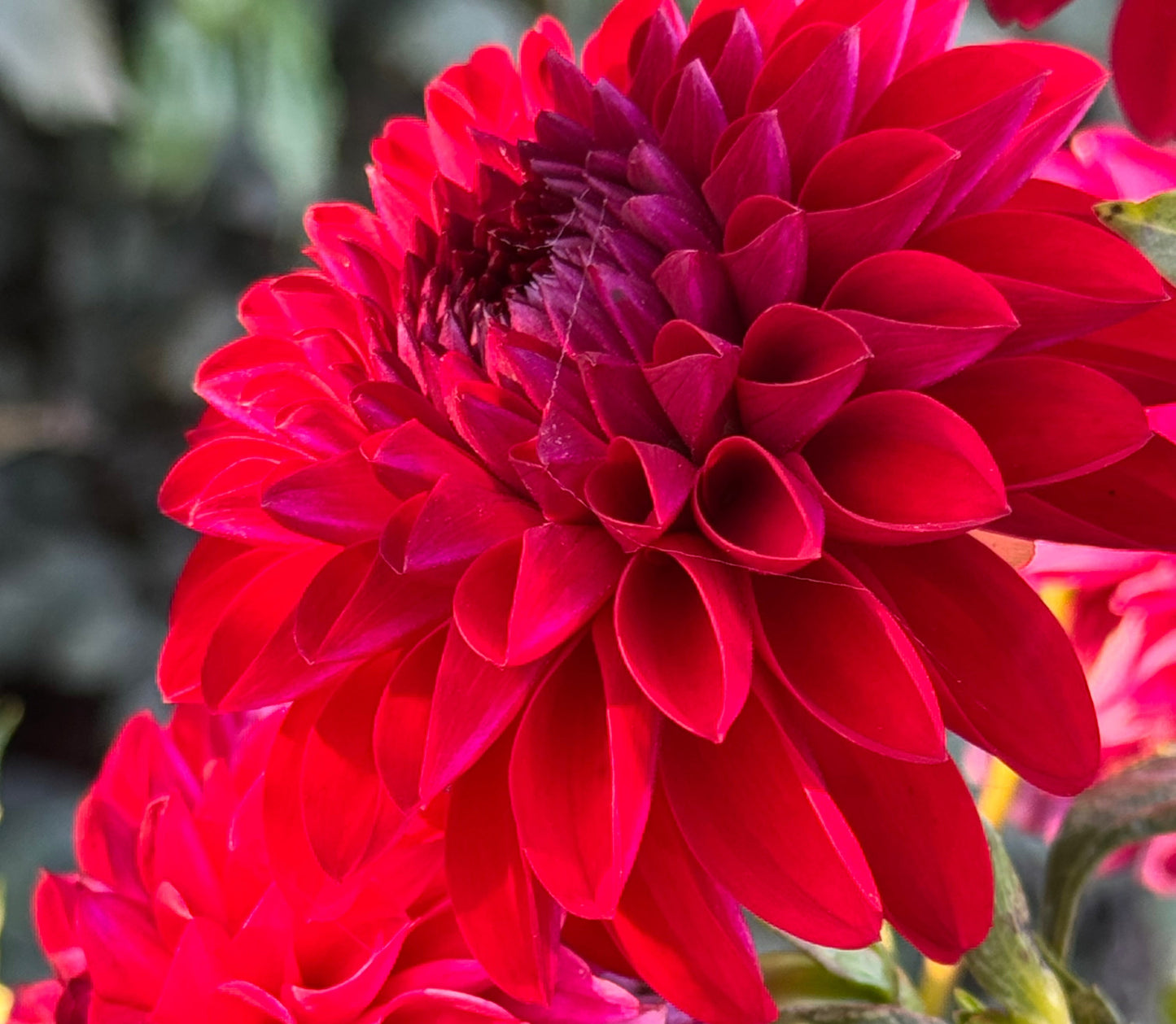 Jowey Rita Dahlia