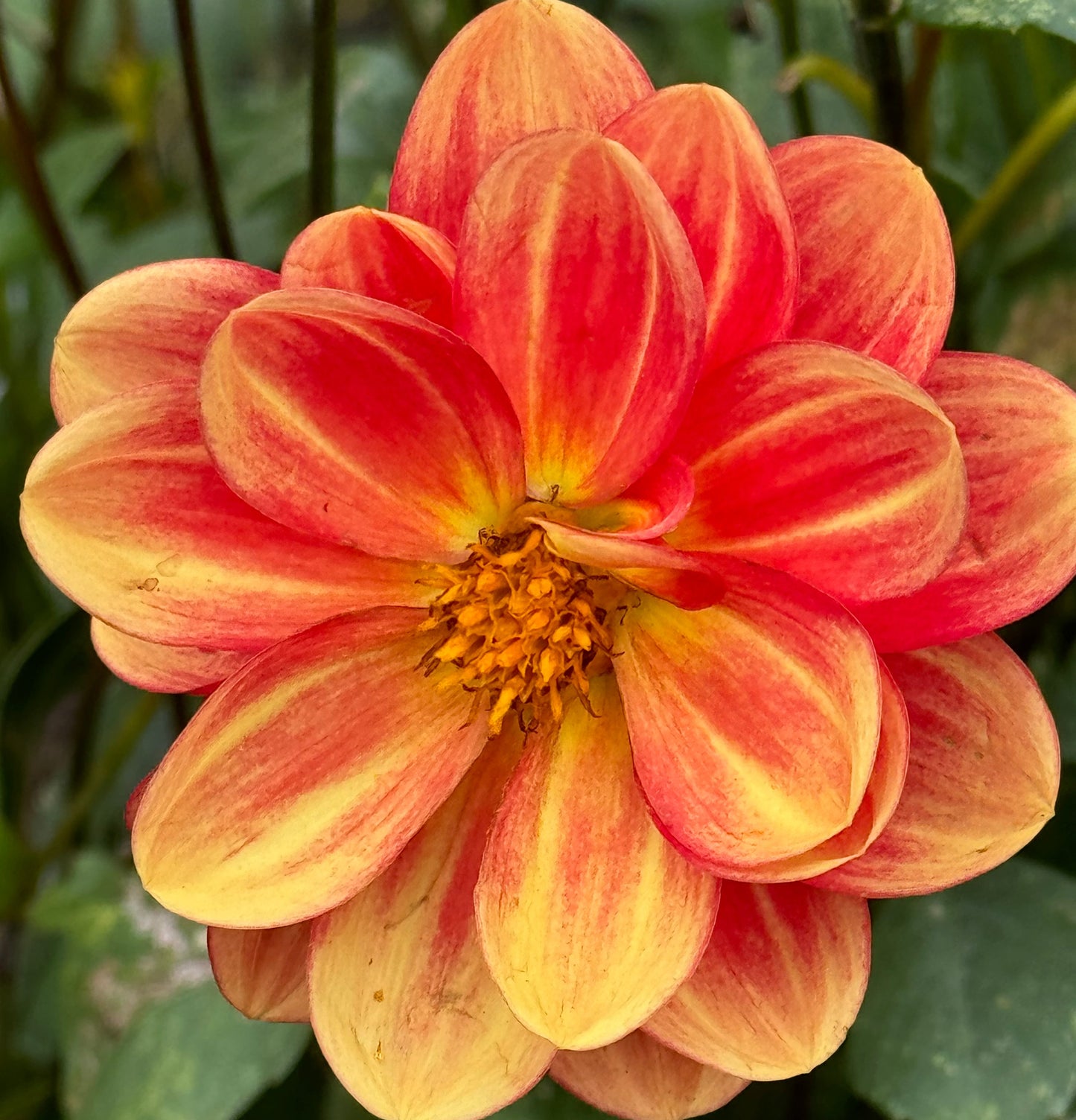 Orange Delight Dahlia