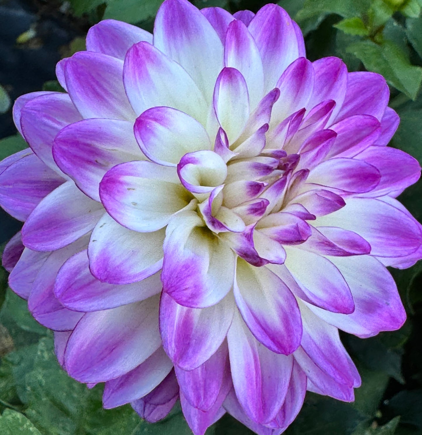 Romantic Summer Dahlia