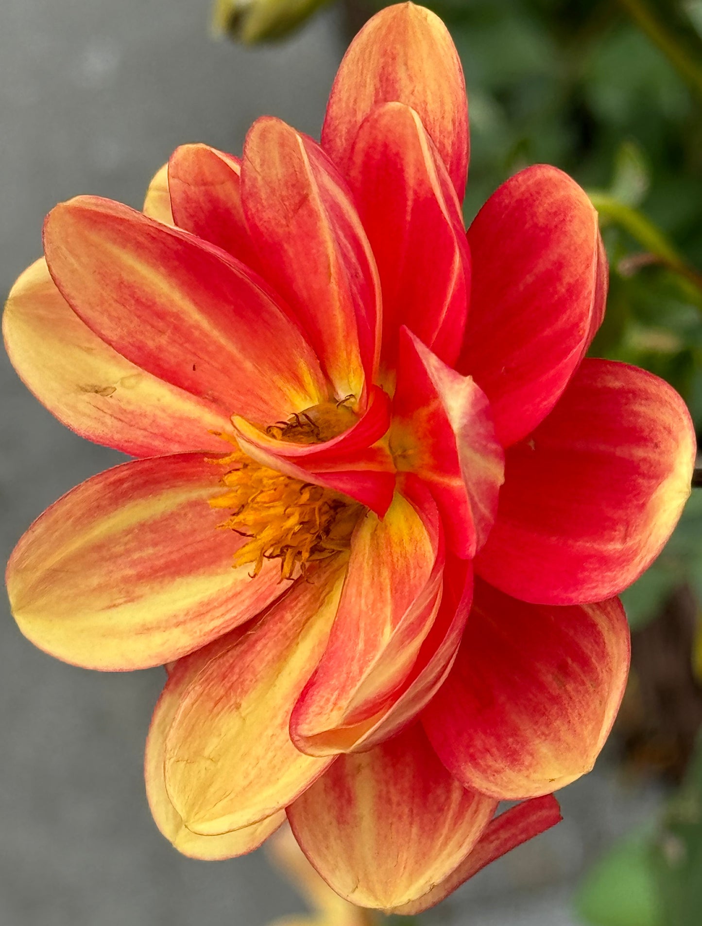 Orange Delight Dahlia