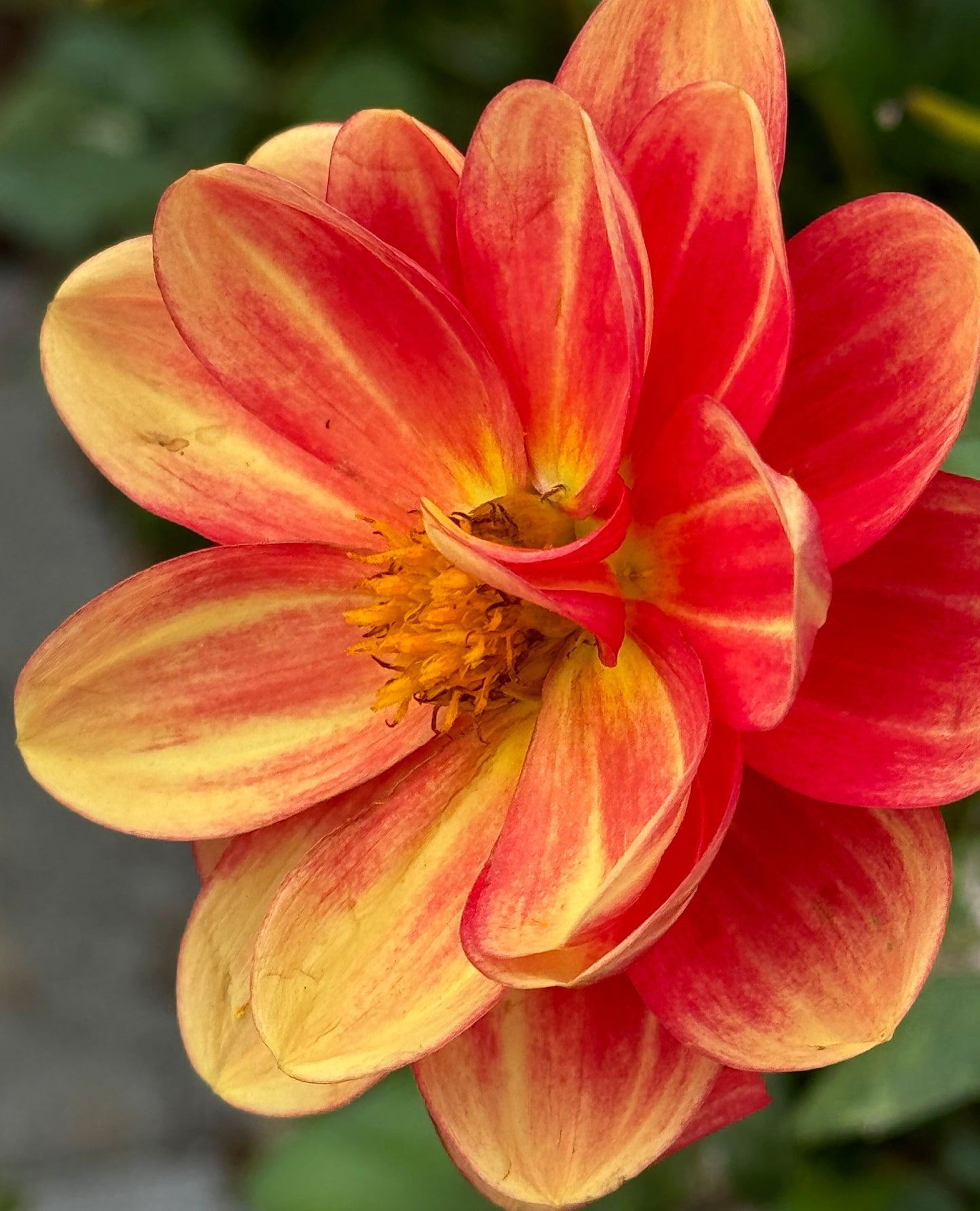 Orange Delight Dahlia