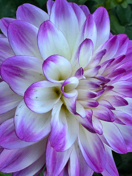 Romantic Summer Dahlia