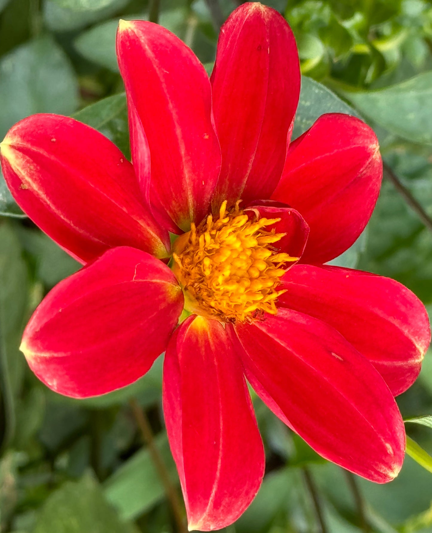 Red Buzz Dahlia