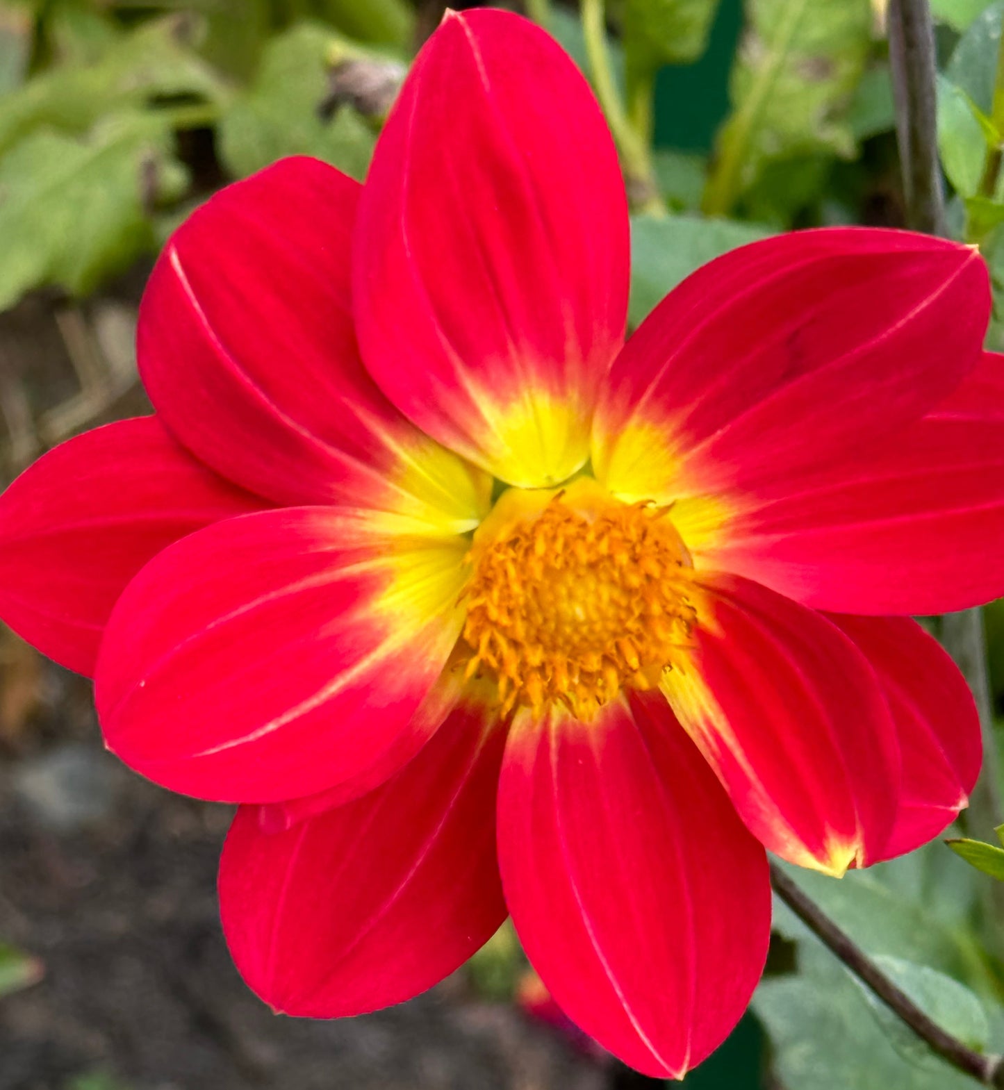 Maxten Pride Dahlia