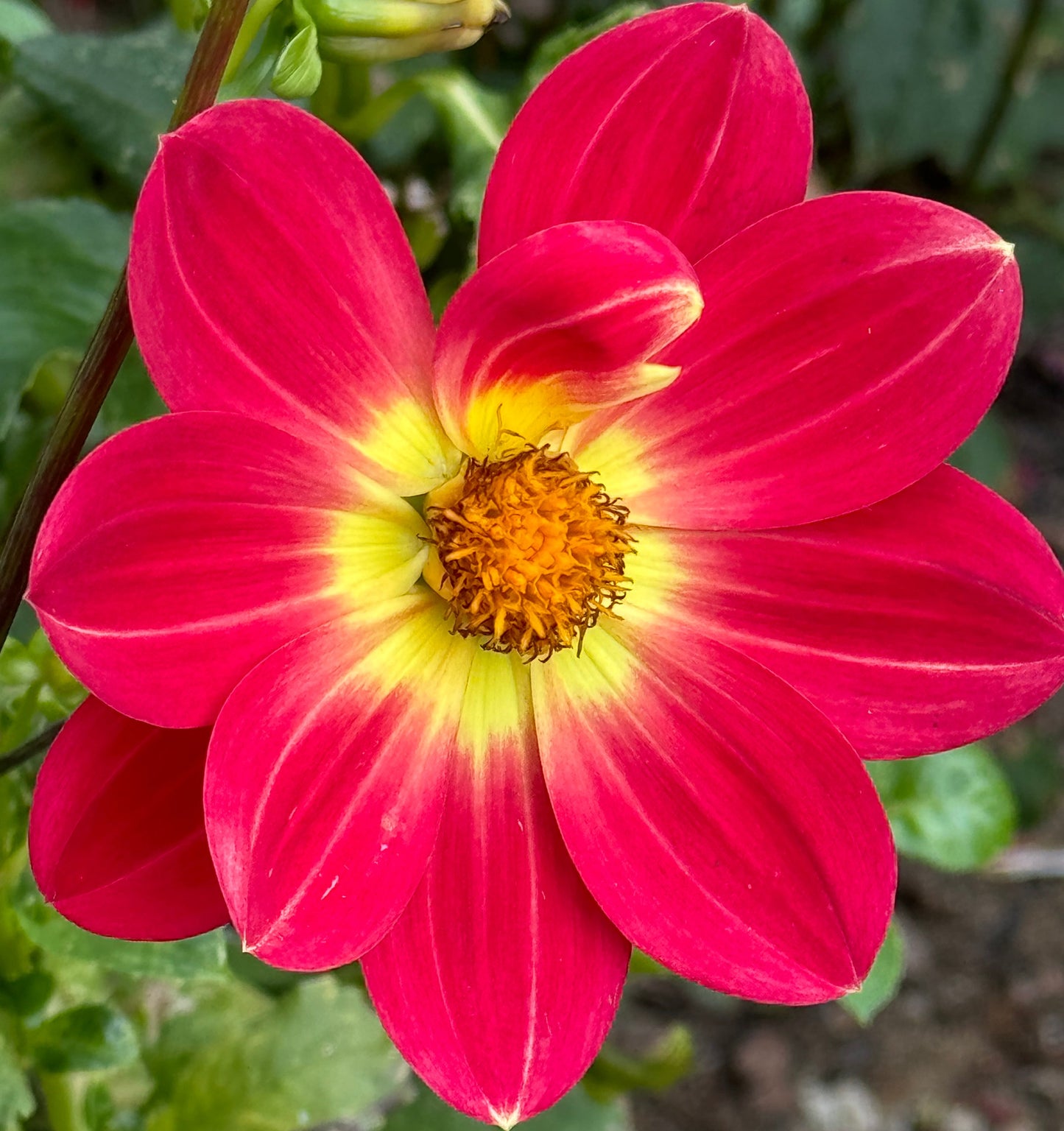 Maxten Pride Dahlia