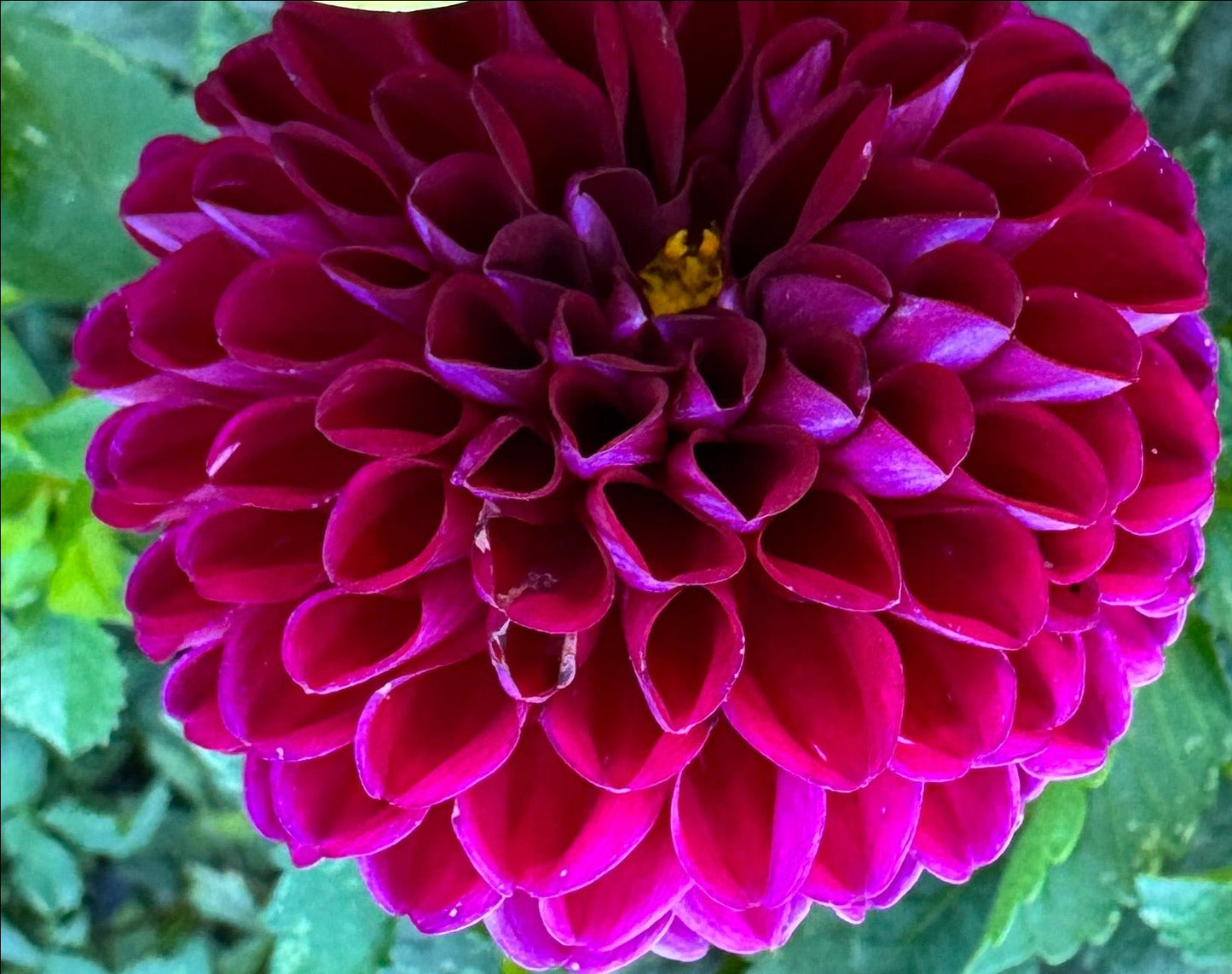Chi Walker Dahlia