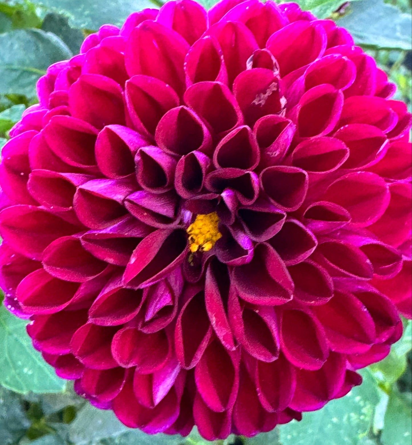 Chi Walker Dahlia