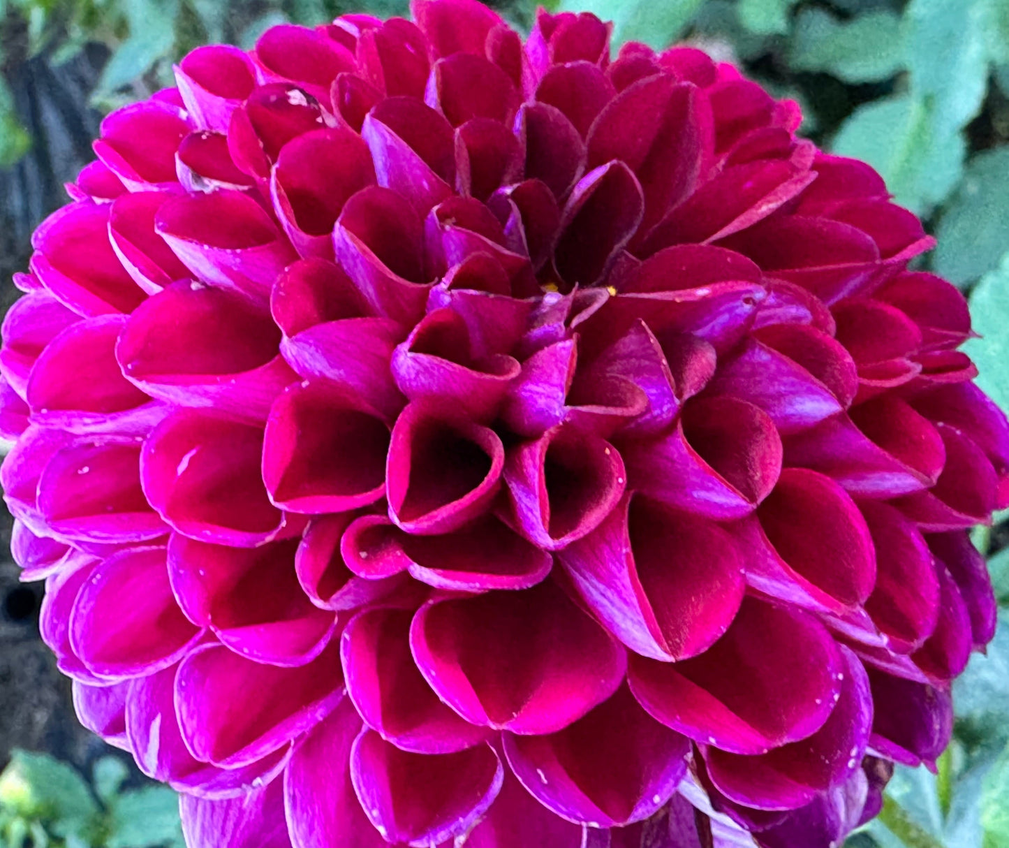 Chi Walker Dahlia