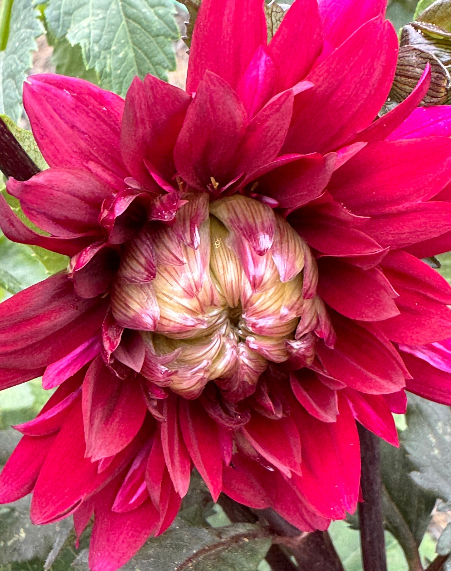 Karma Choc Dahlia