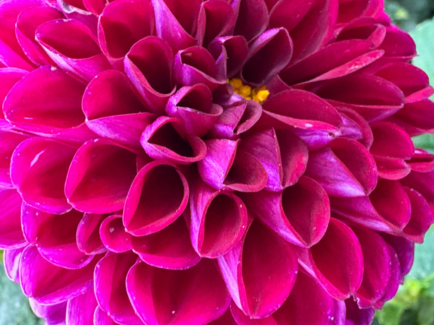 Chi Walker Dahlia
