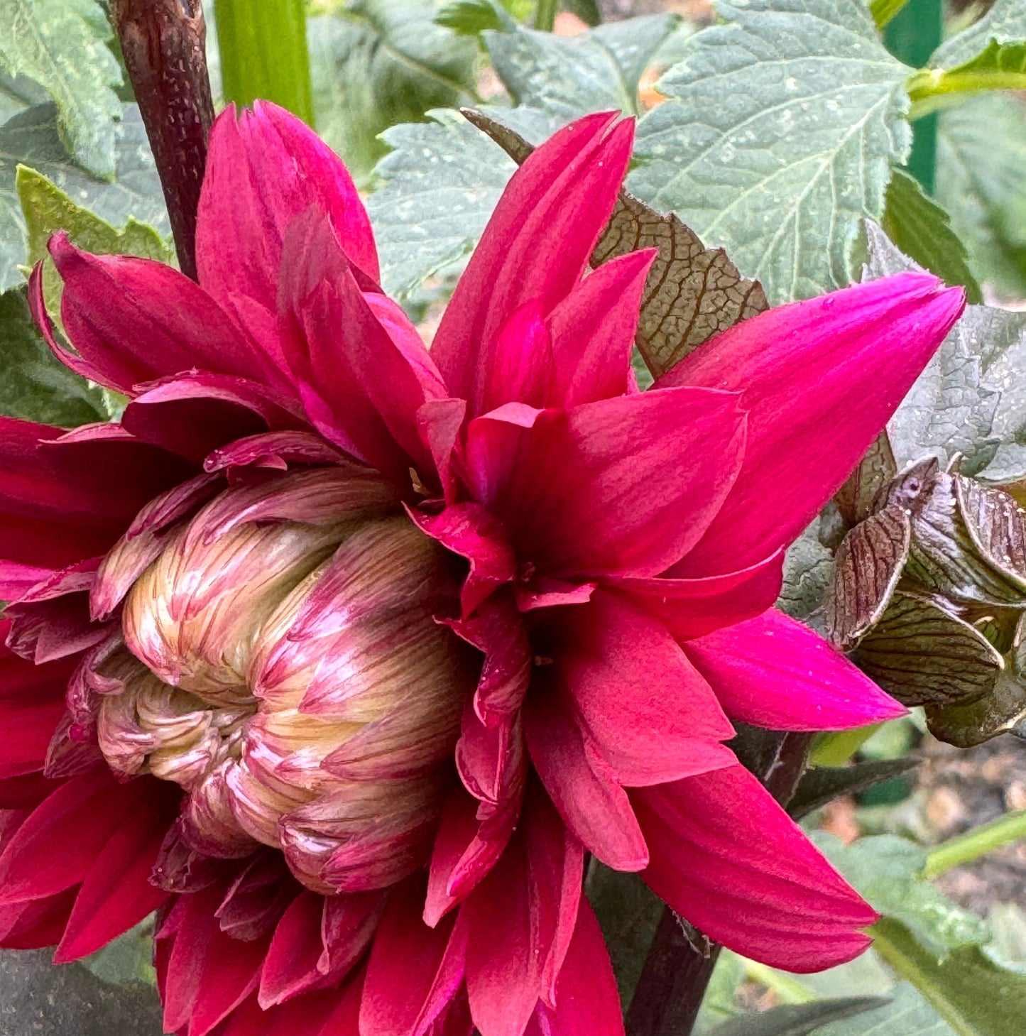 Karma Choc Dahlia