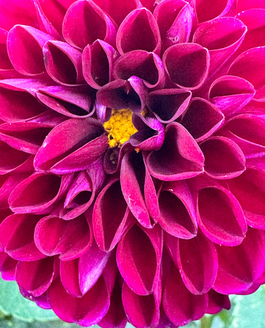 Chi Walker Dahlia