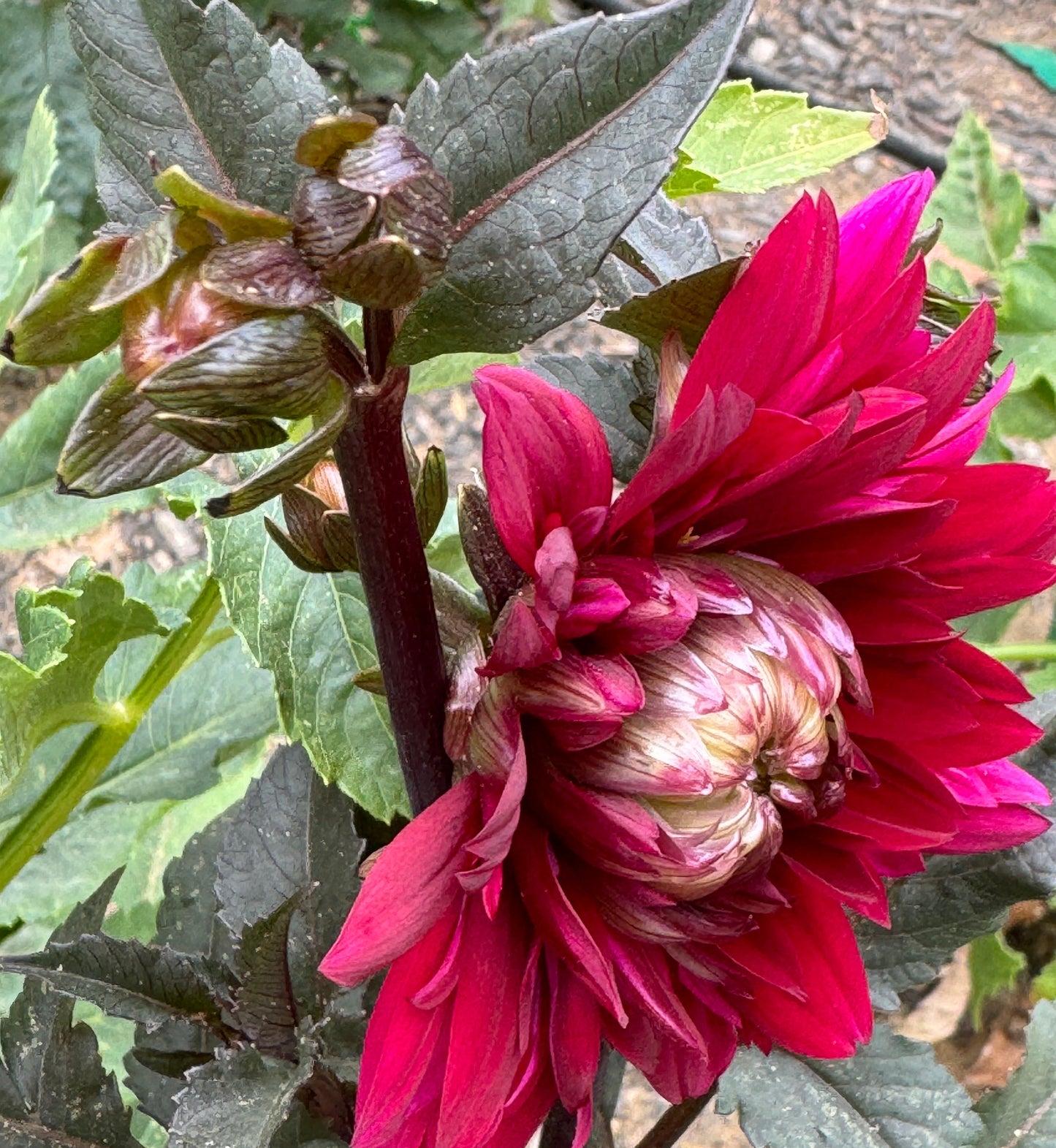 Karma Choc Dahlia