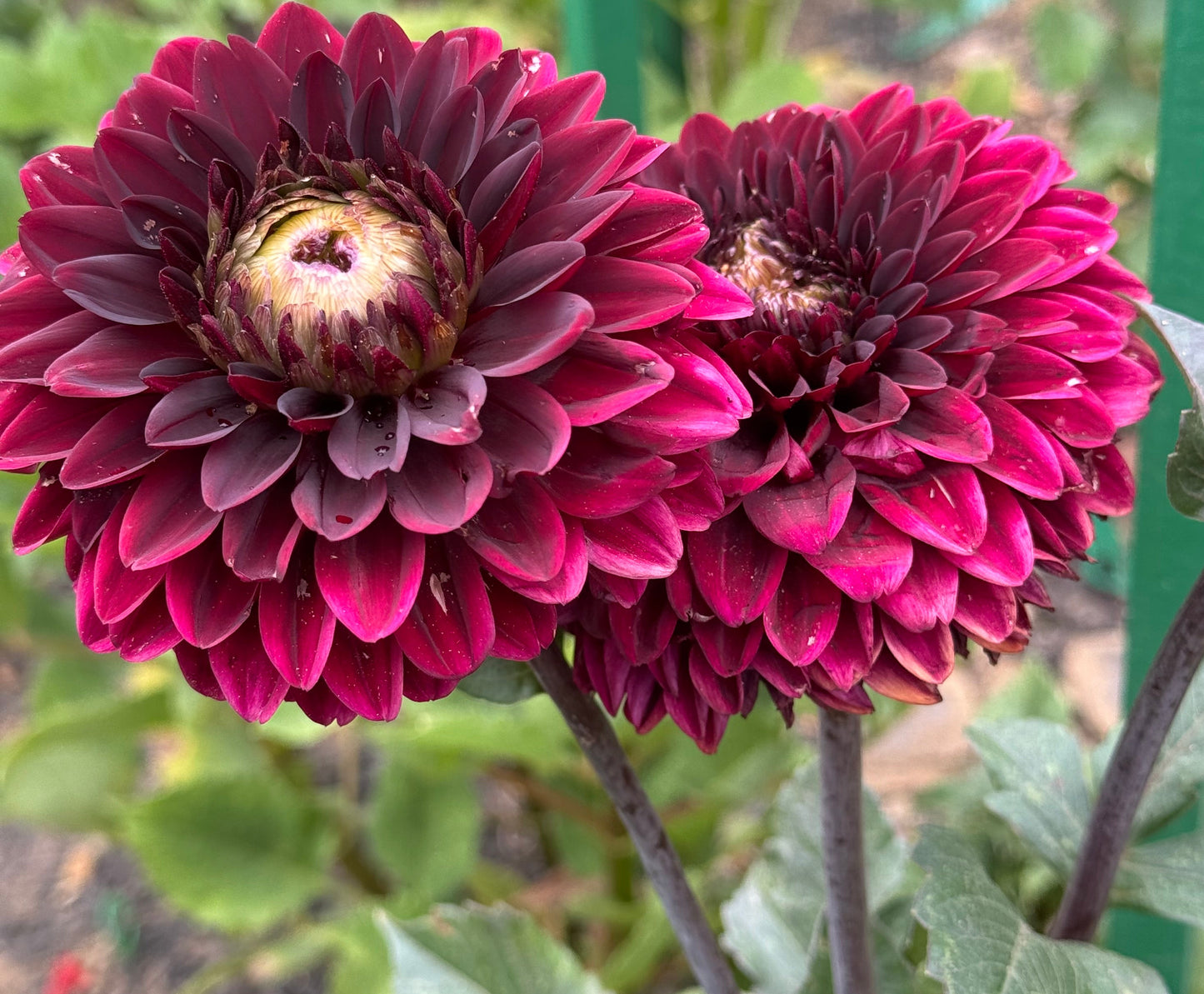 Rmona Dahlia