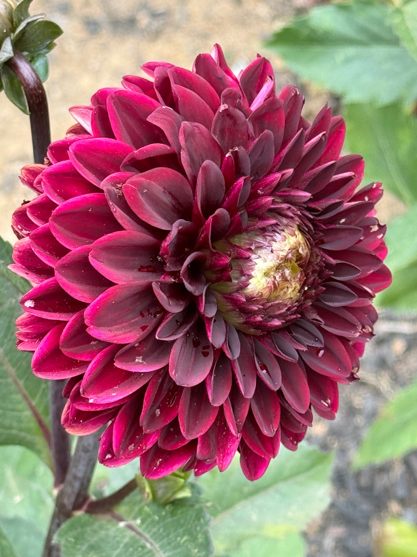 Dark Destiny Dahlia