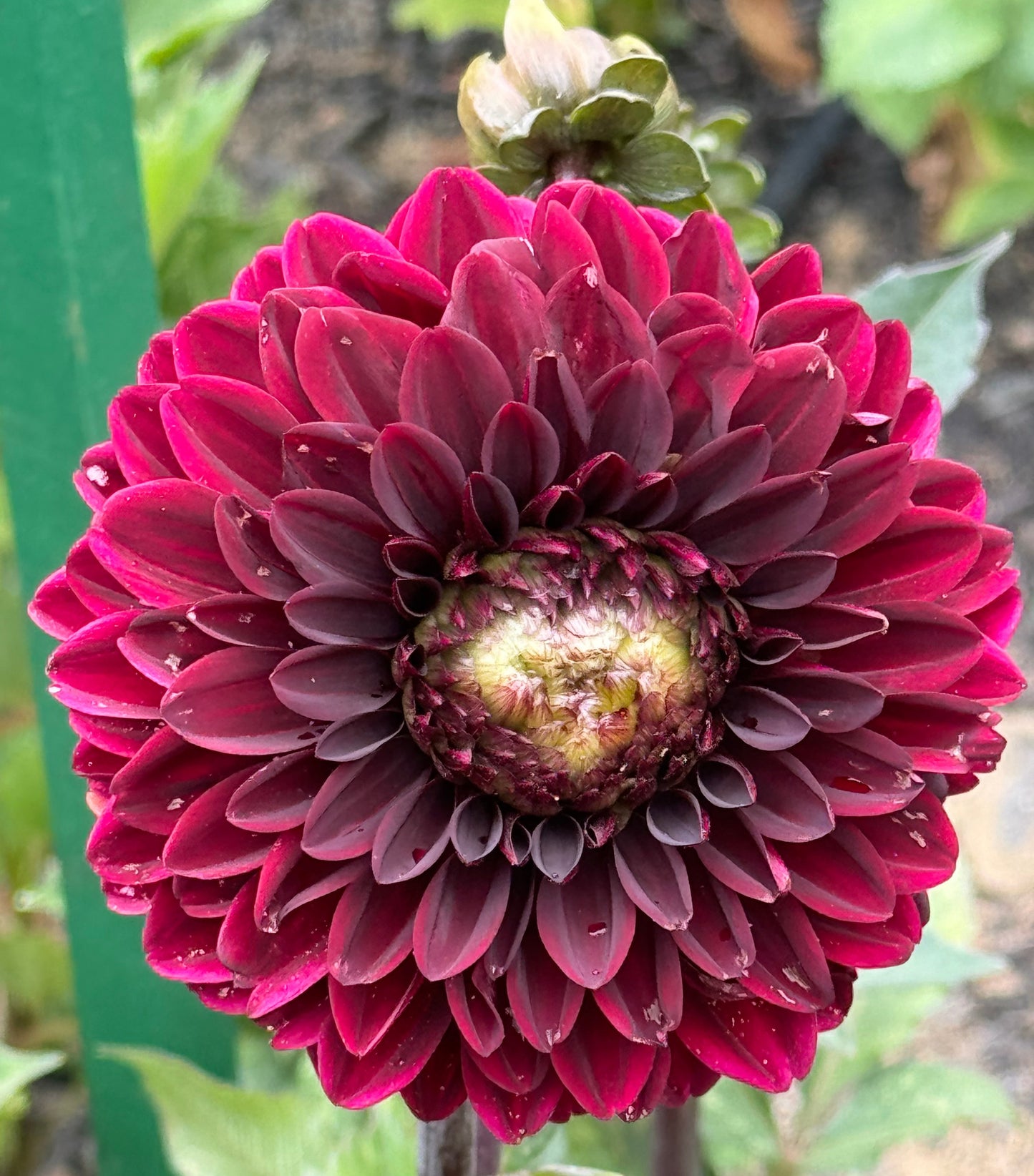 Dark Destiny Dahlia