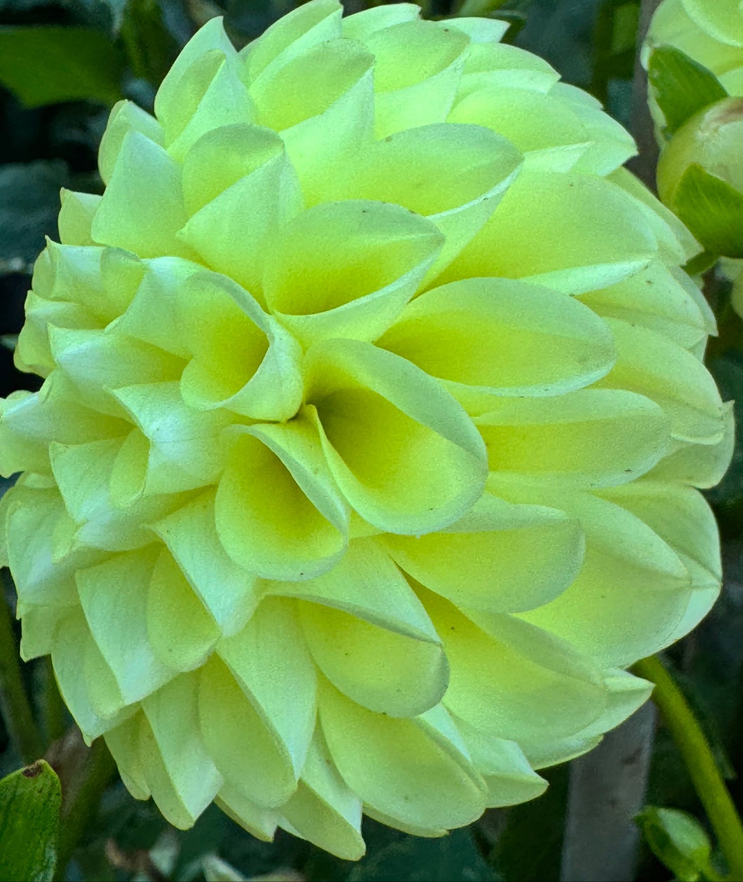 AC Tara Dahlia