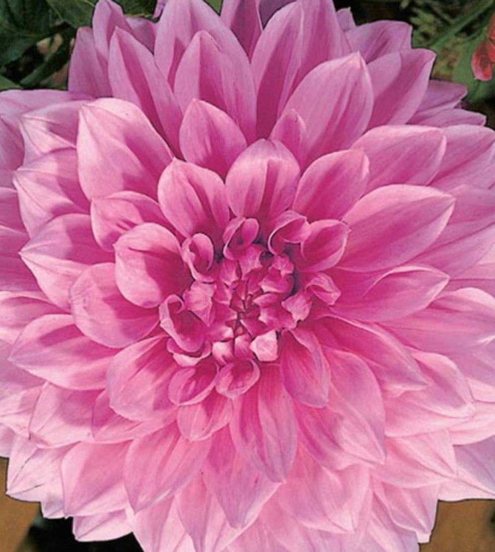 Otto's Thrill Dahlia