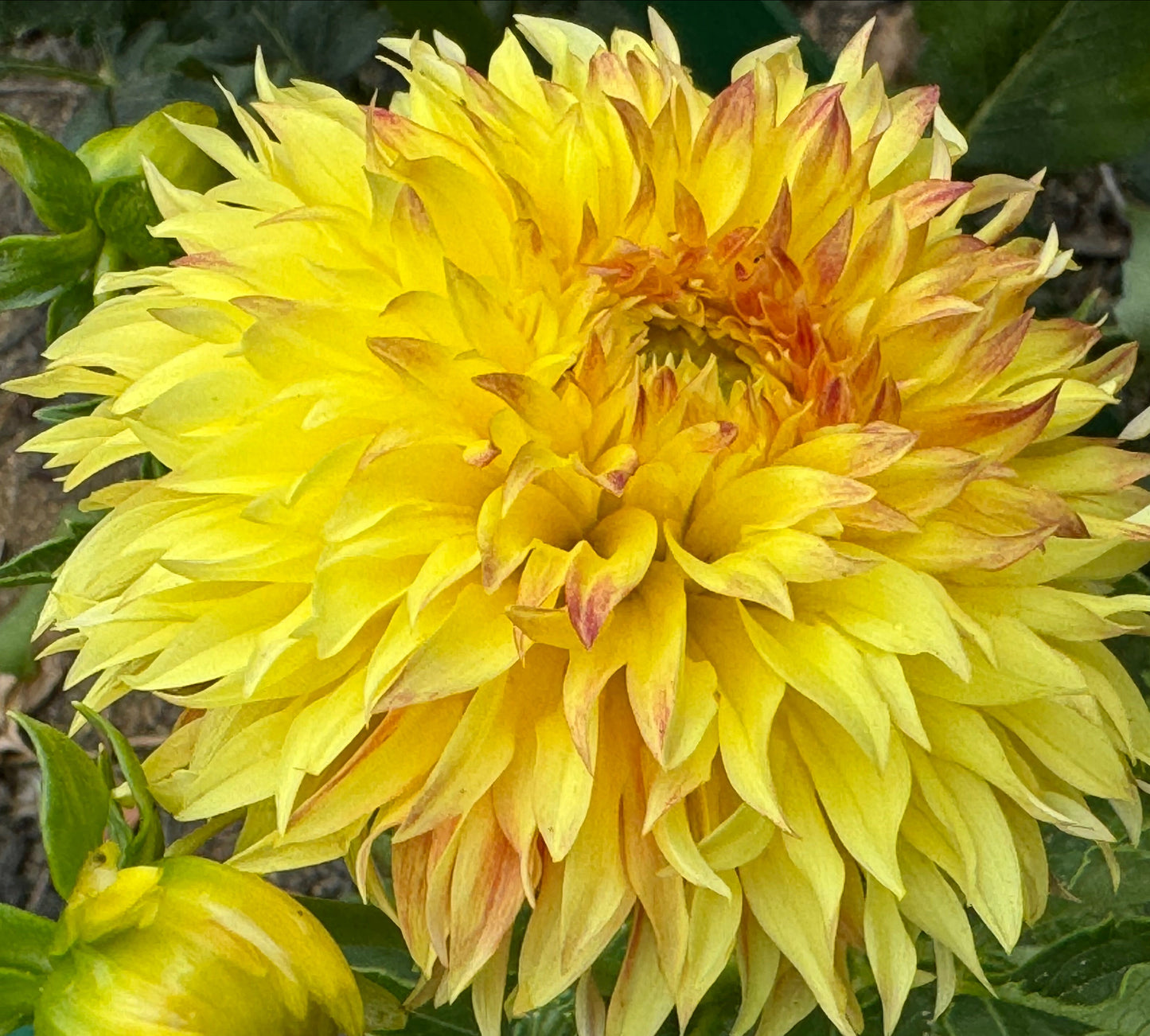 Bloomquist Georgia Dahlia