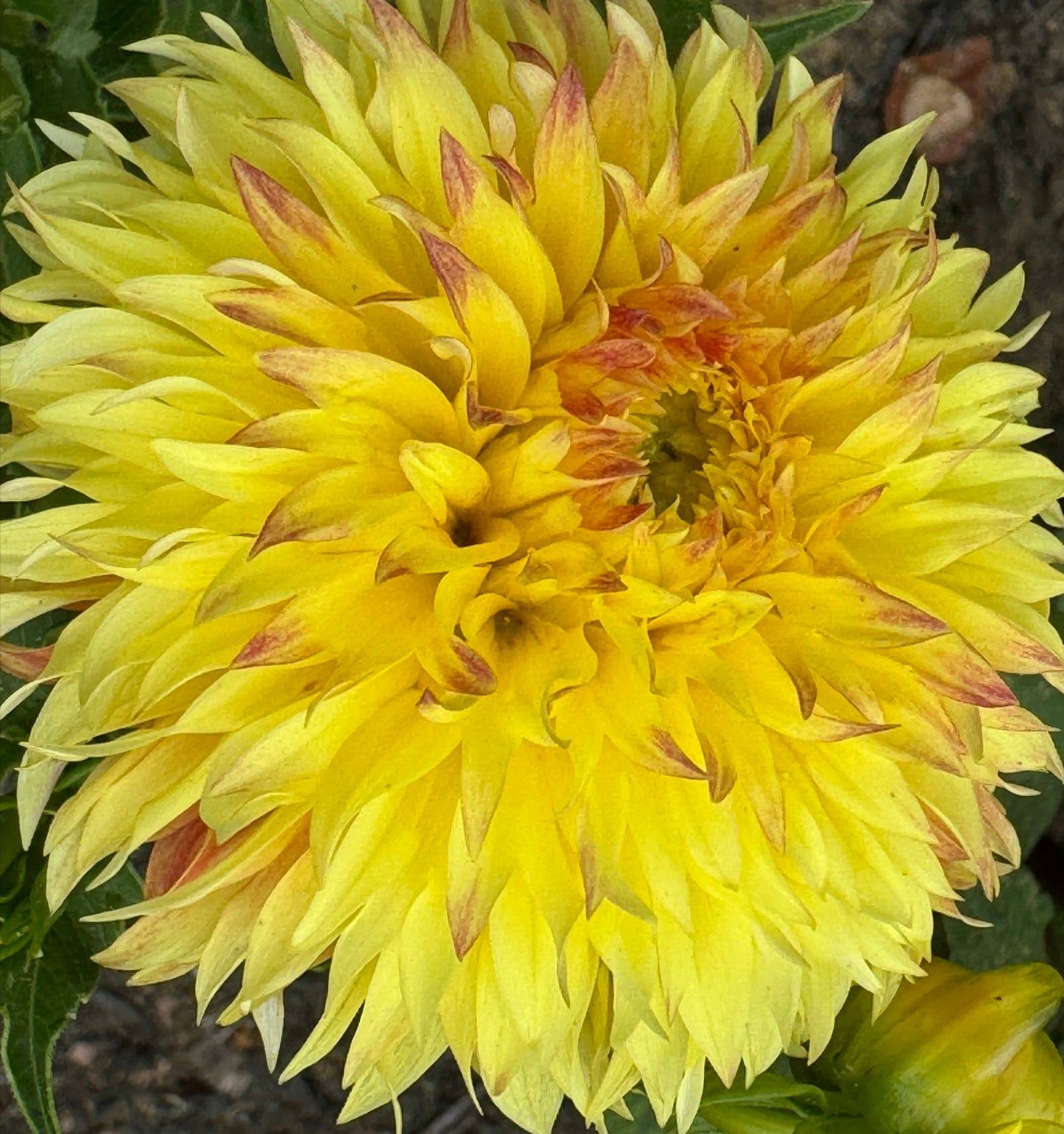 Bloomquist Georgia Dahlia