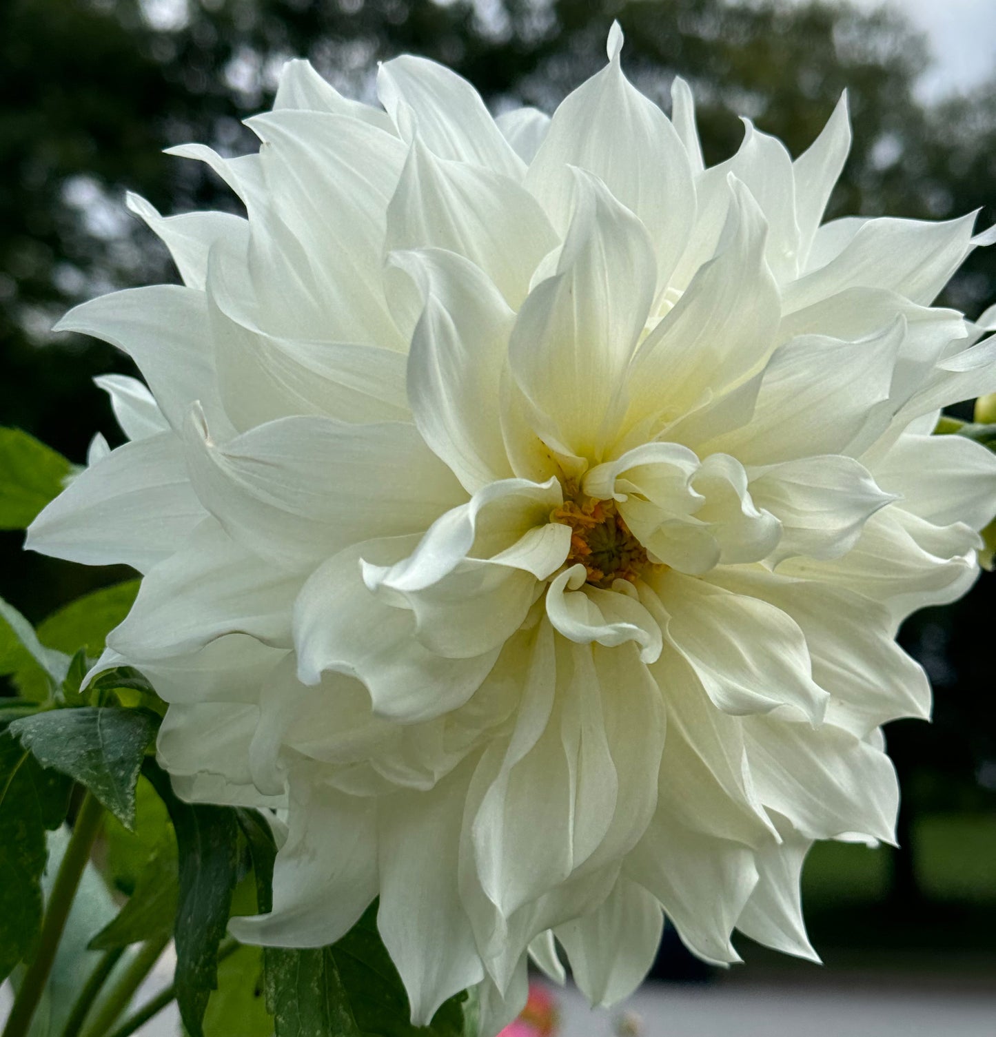 Sheila Mooney Dahlia