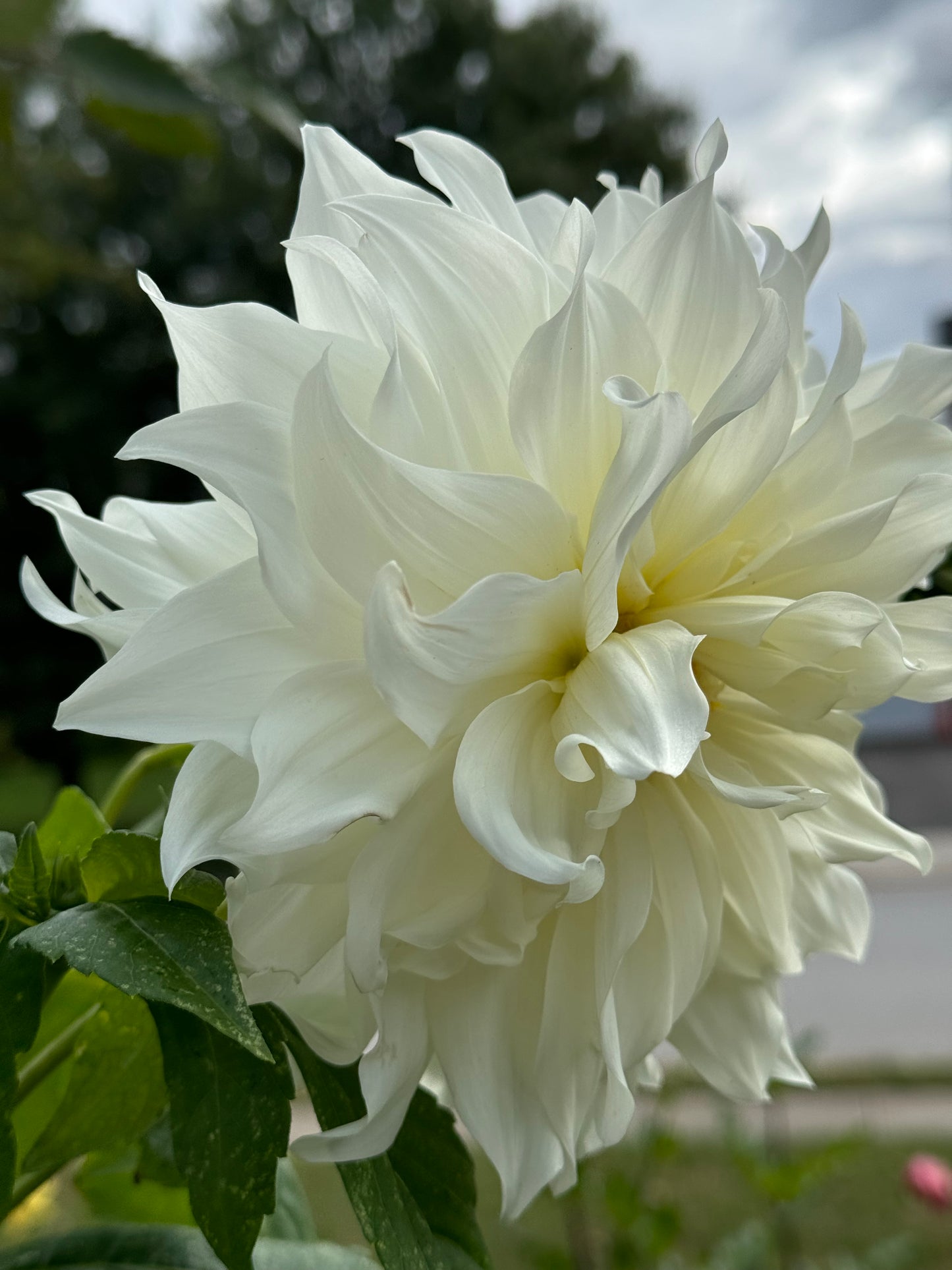 Hakuyou Dahlia