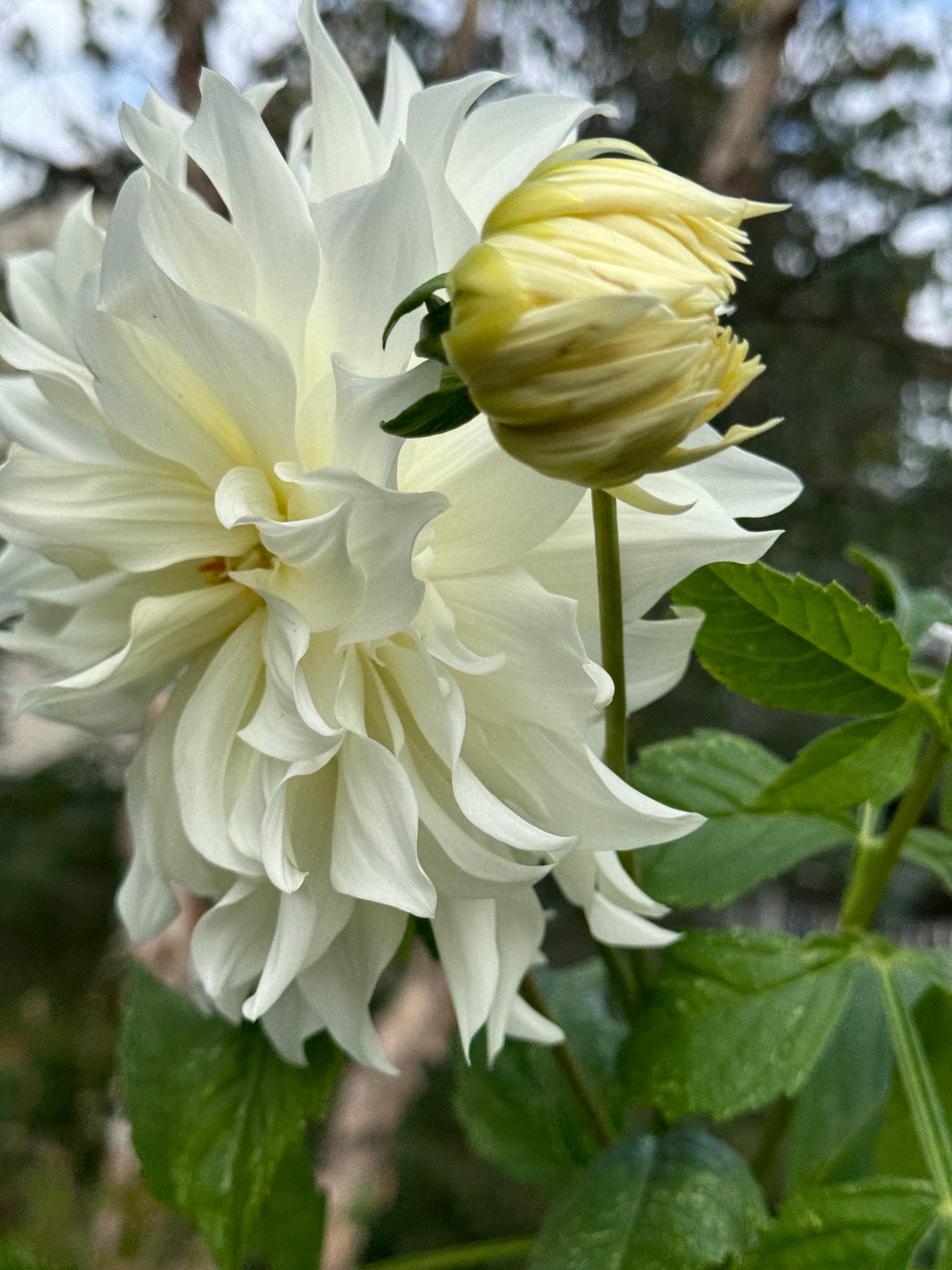 Hakuyou Dahlia