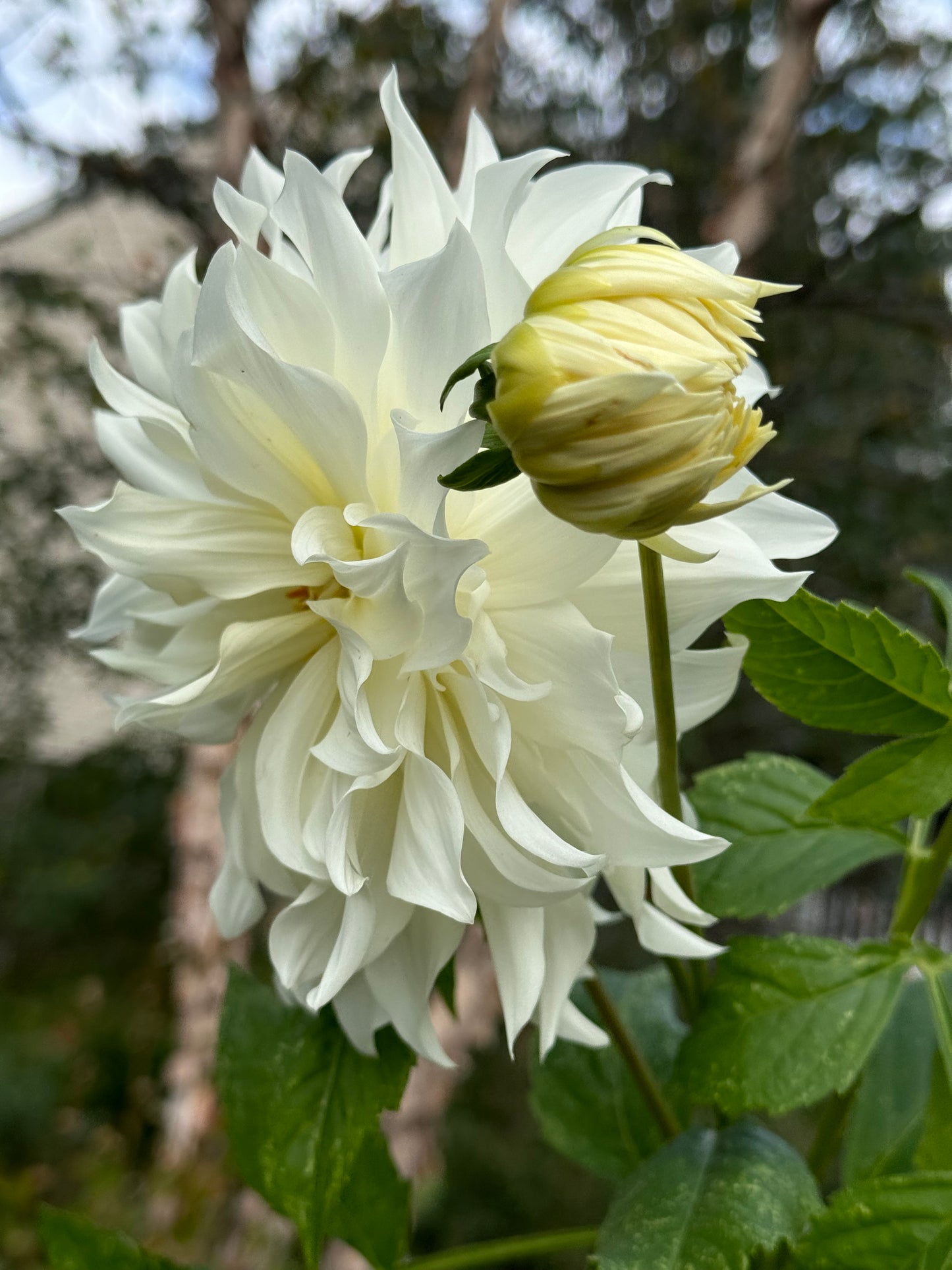 Sheila Mooney Dahlia