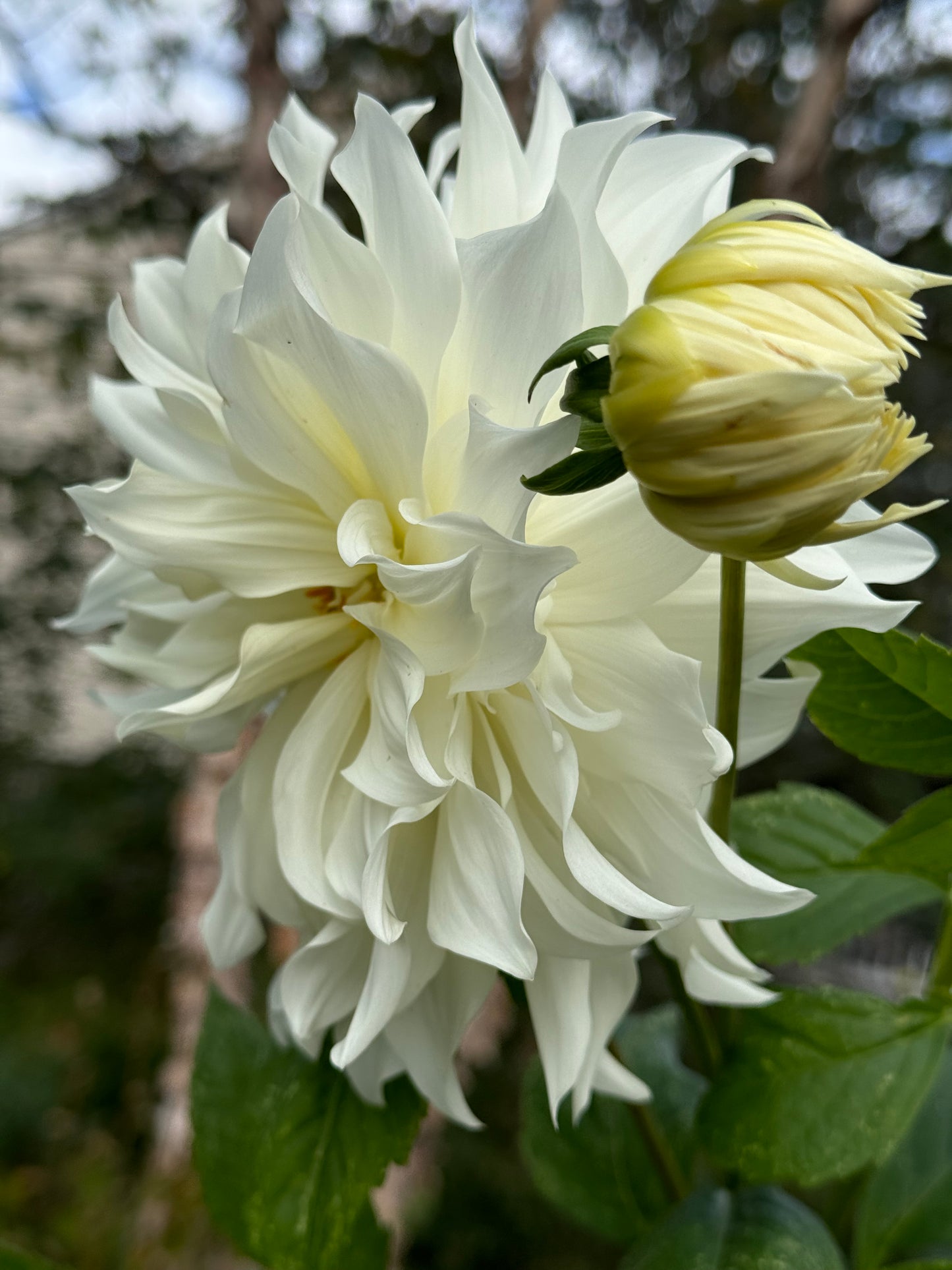 Sheila Mooney Dahlia