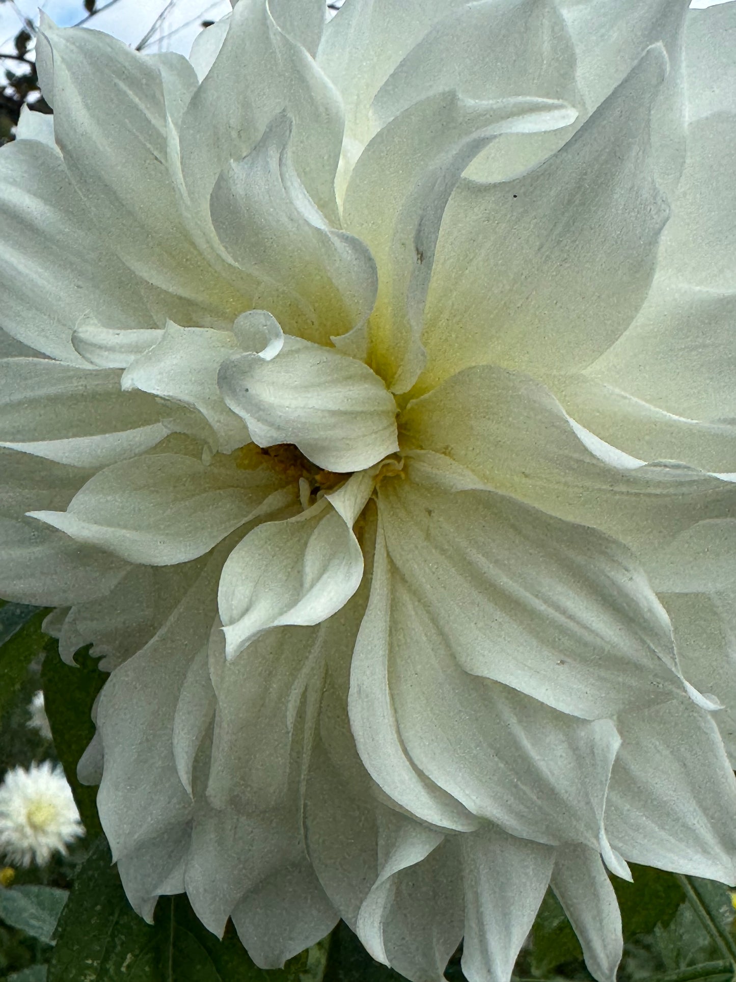 Sheila Mooney Dahlia