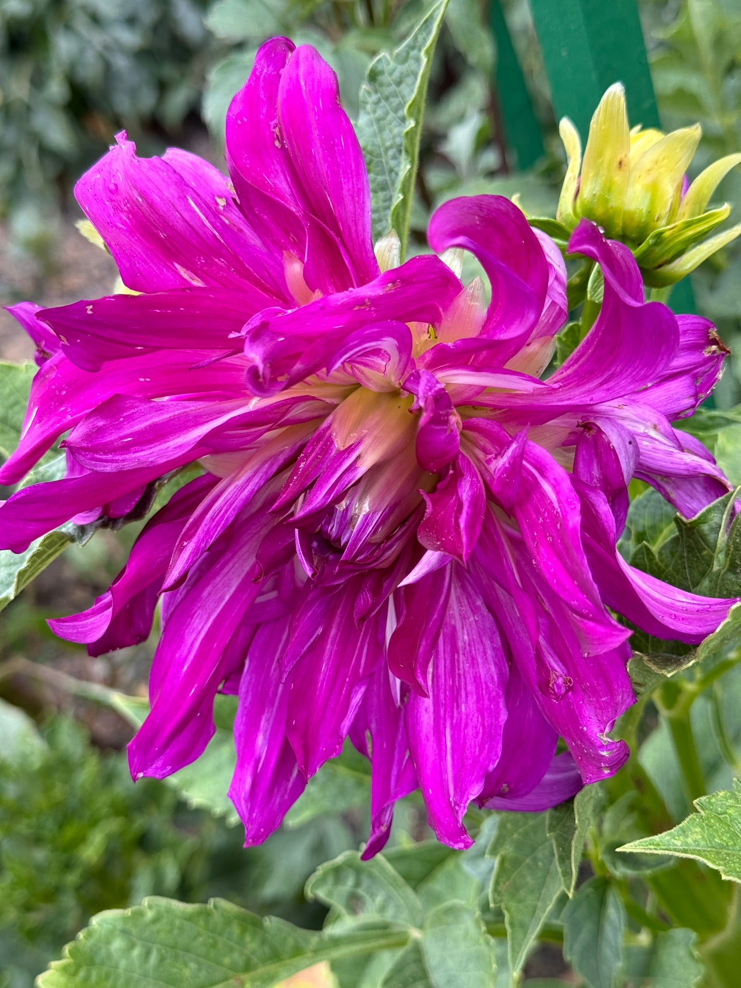 Purple Taiheijo Dahlia