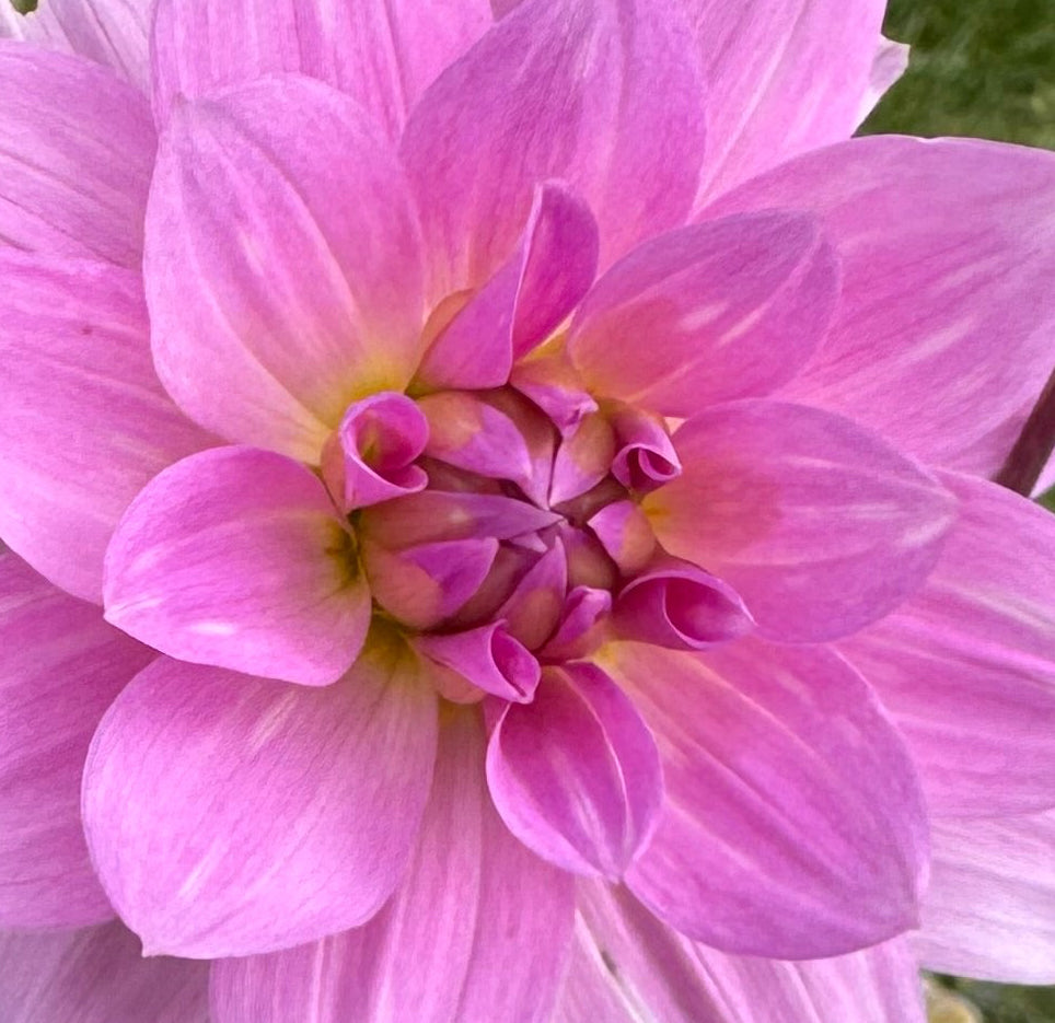Dancing Queen Dahlia