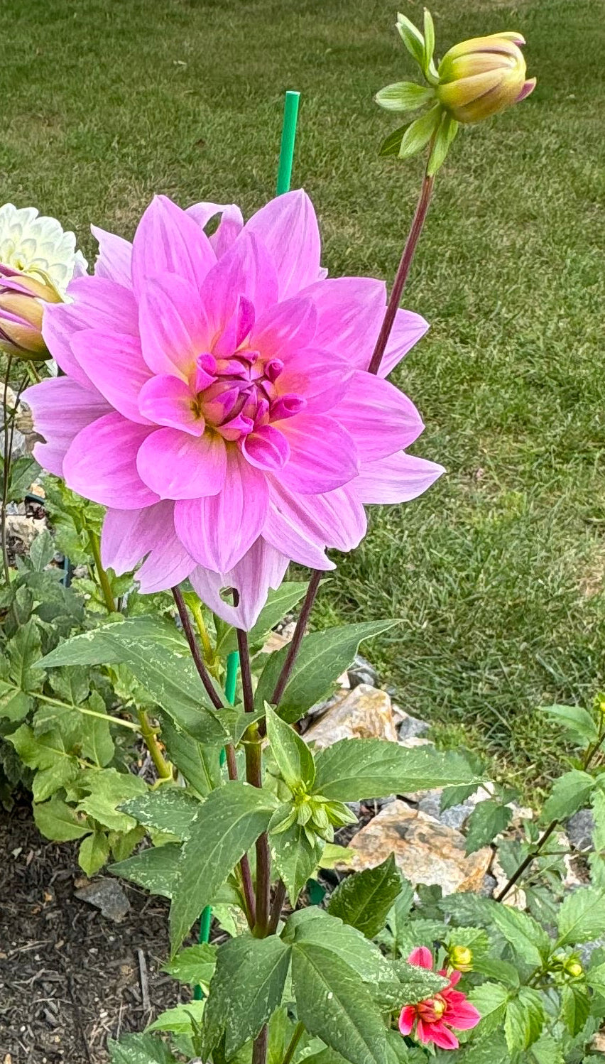 Dancing Queen Dahlia