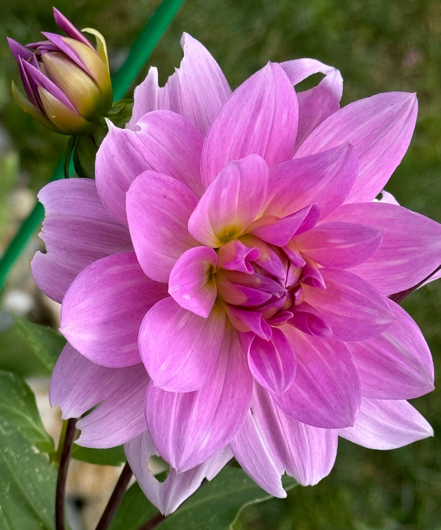Dancing Queen Dahlia