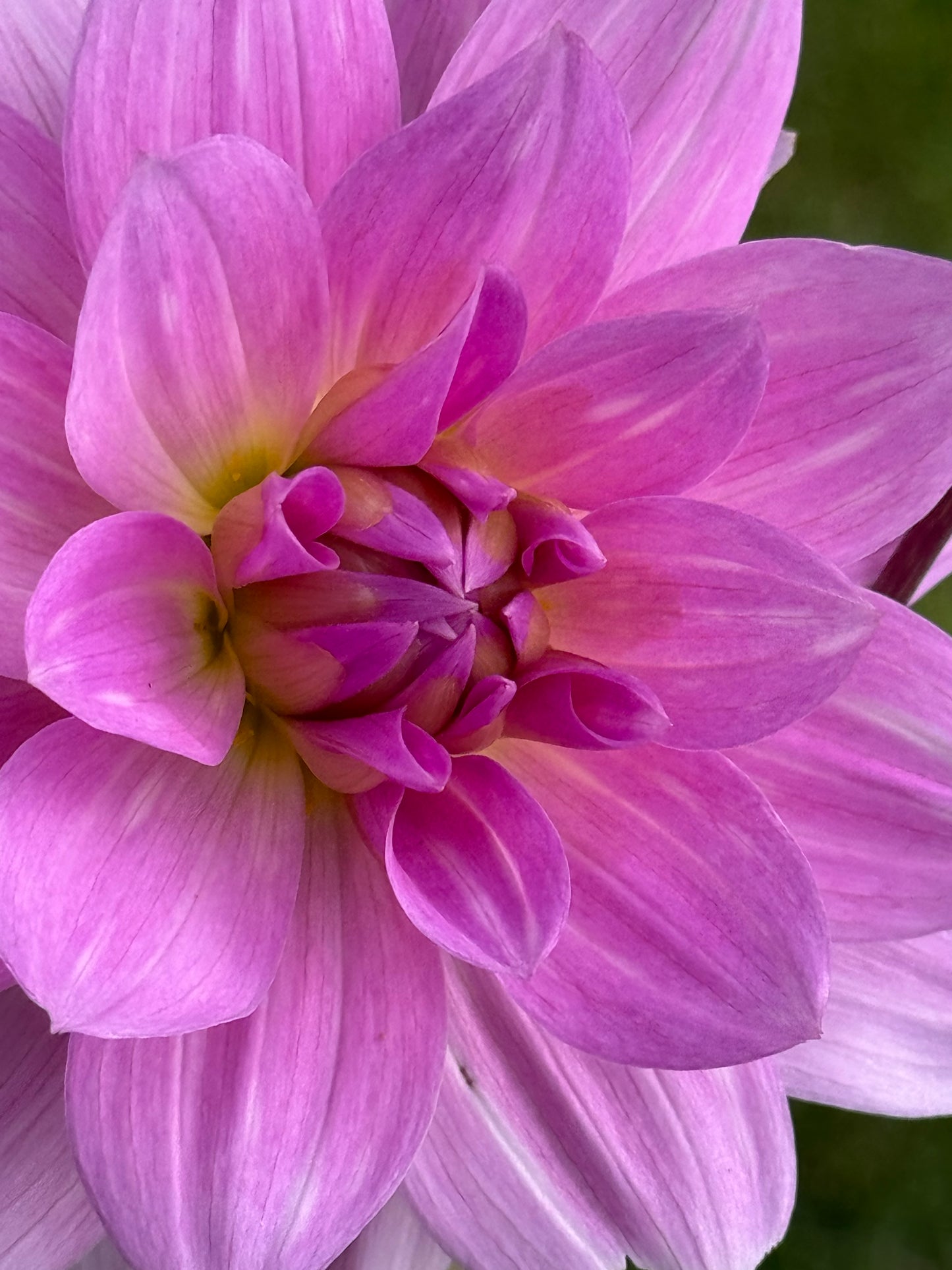 Dancing Queen Dahlia
