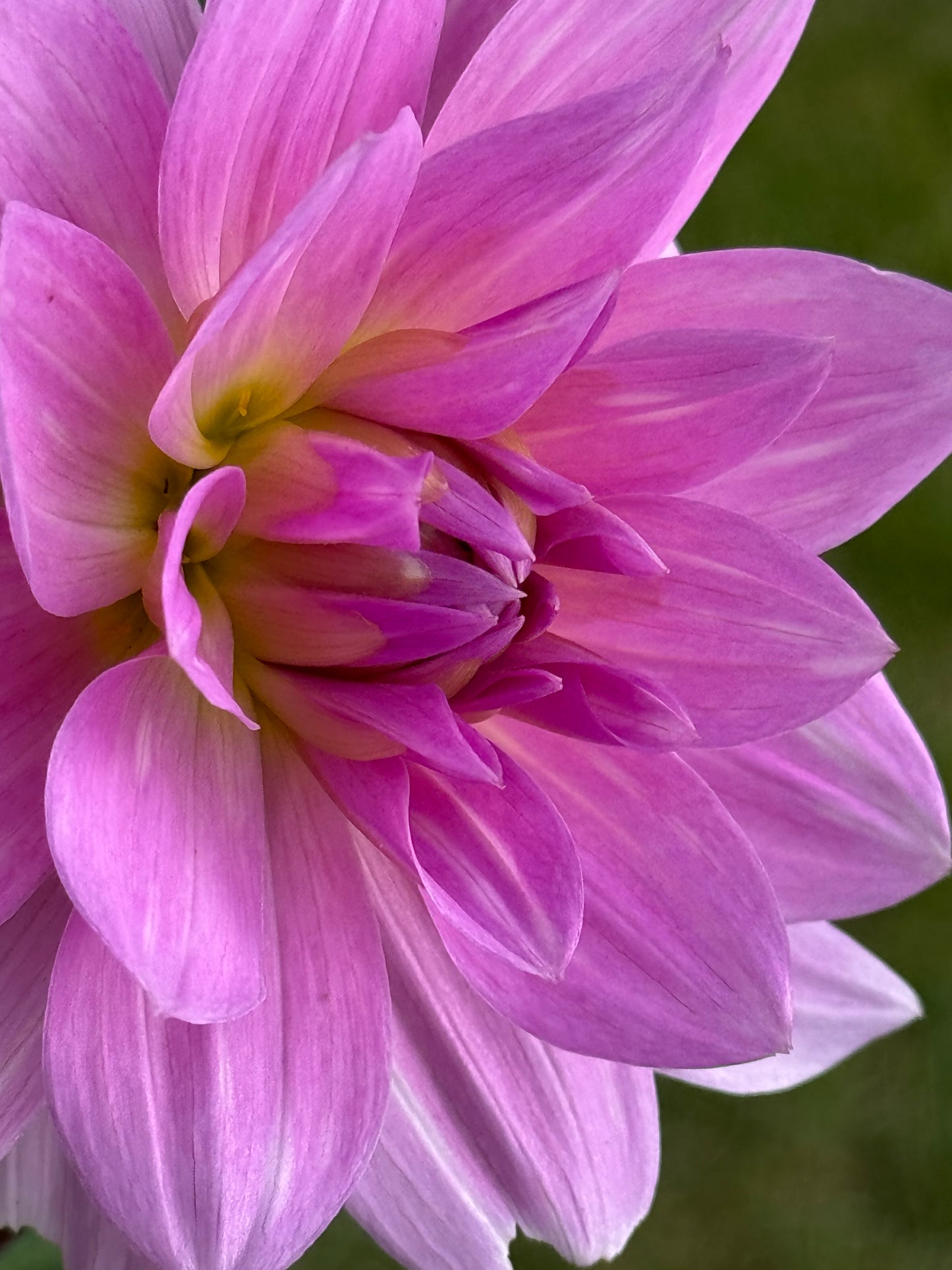 Dancing Queen Dahlia