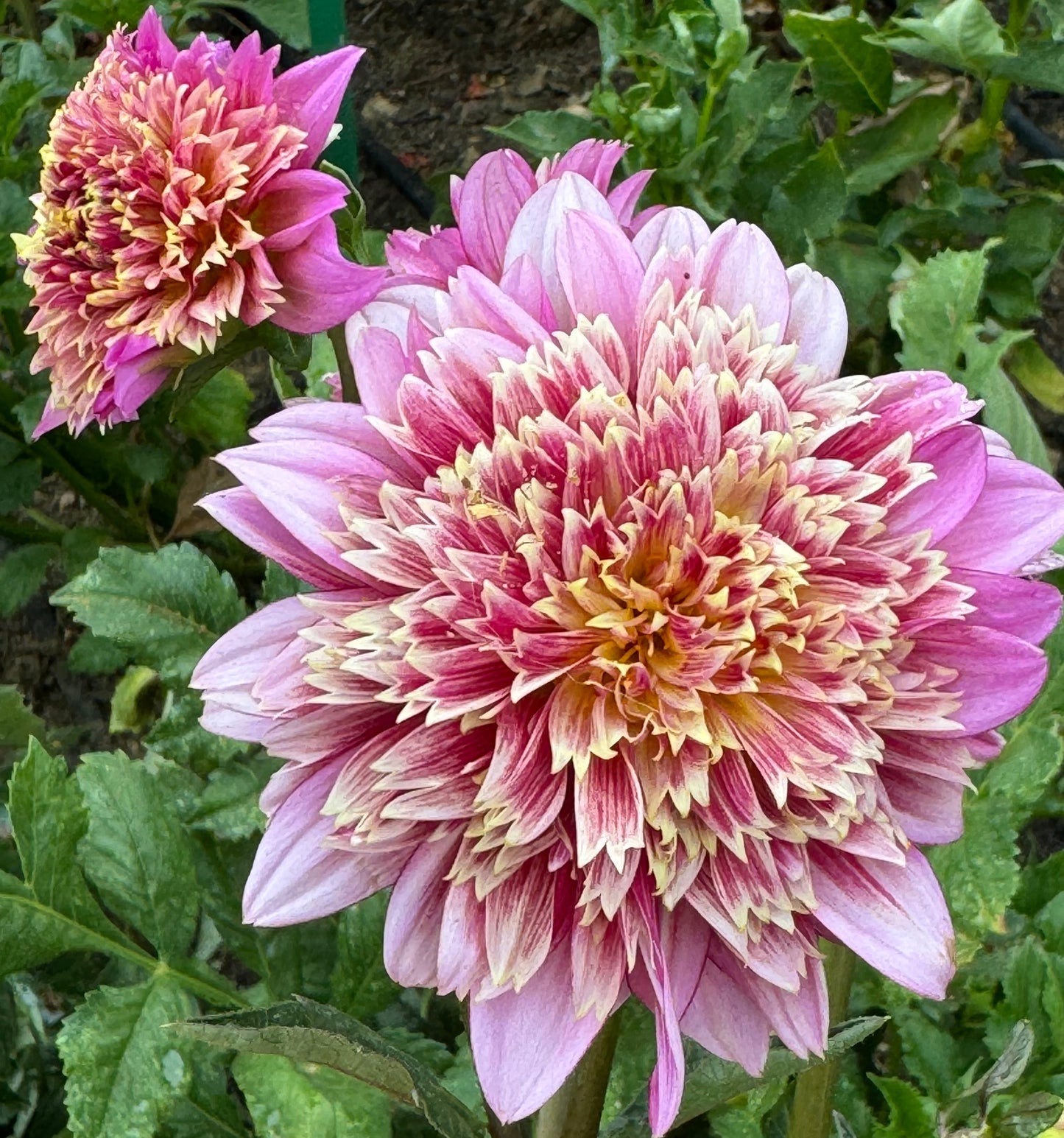 Mambo Dahlia