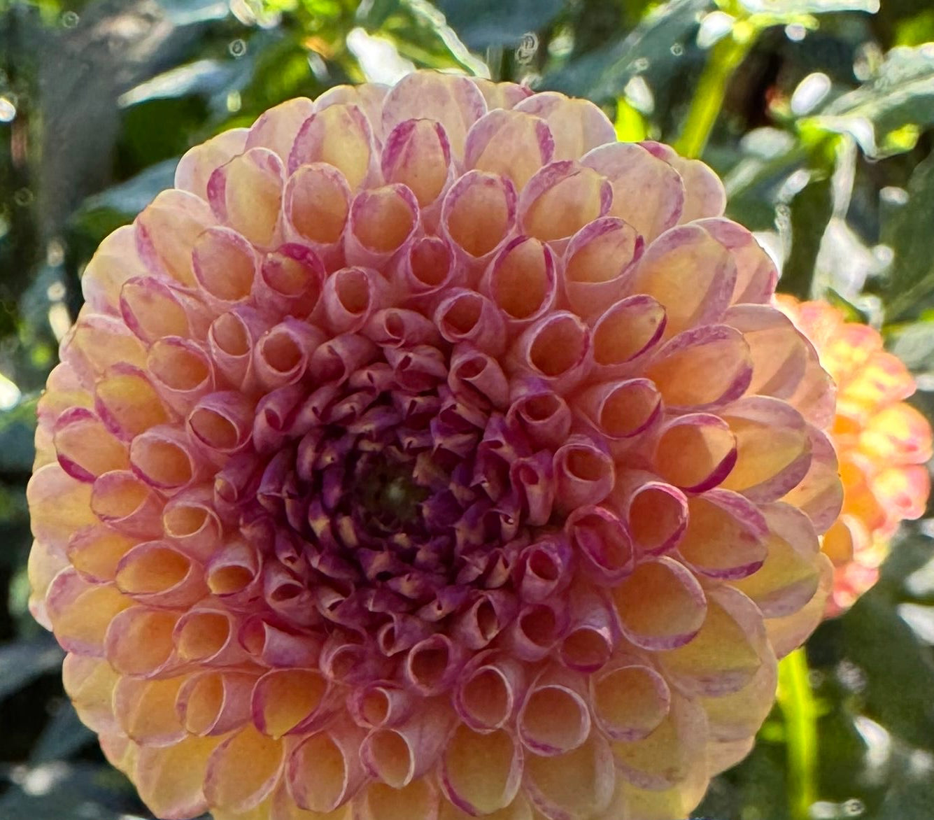 Garnet Eyes Dahlia