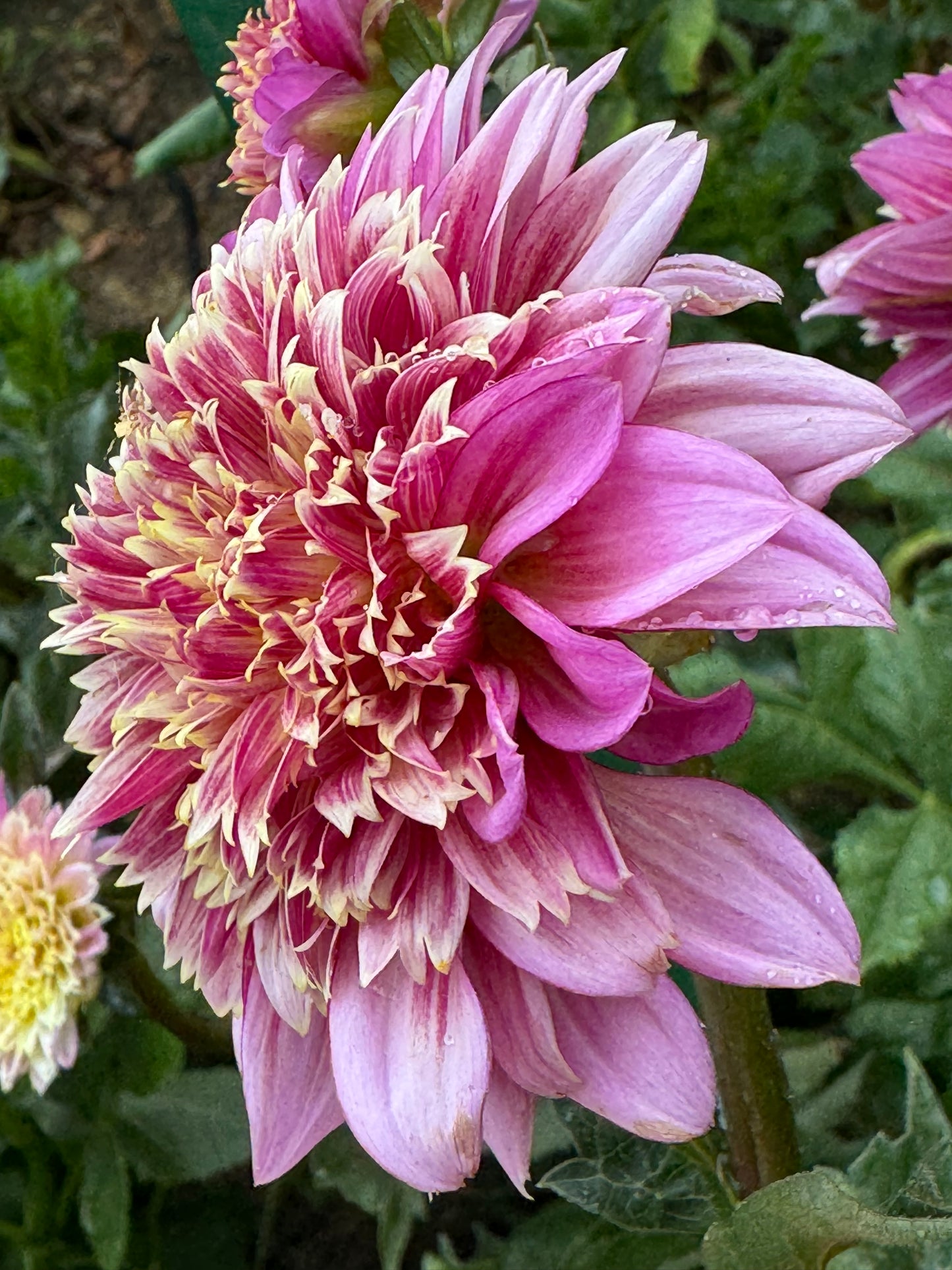 Mambo Dahlia