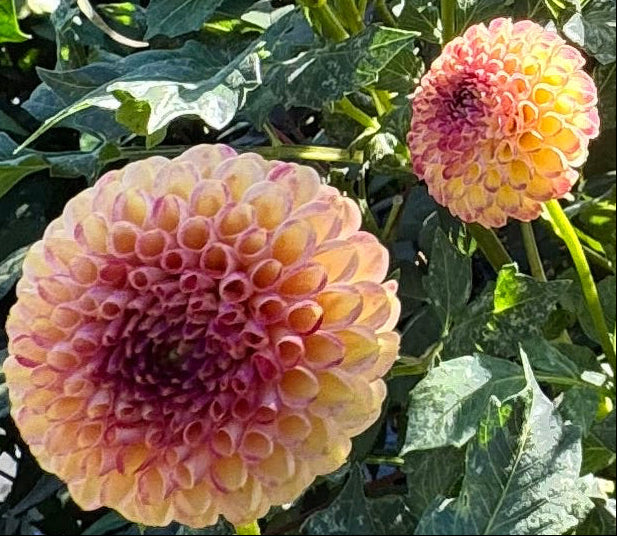 Garnet Eyes Dahlia