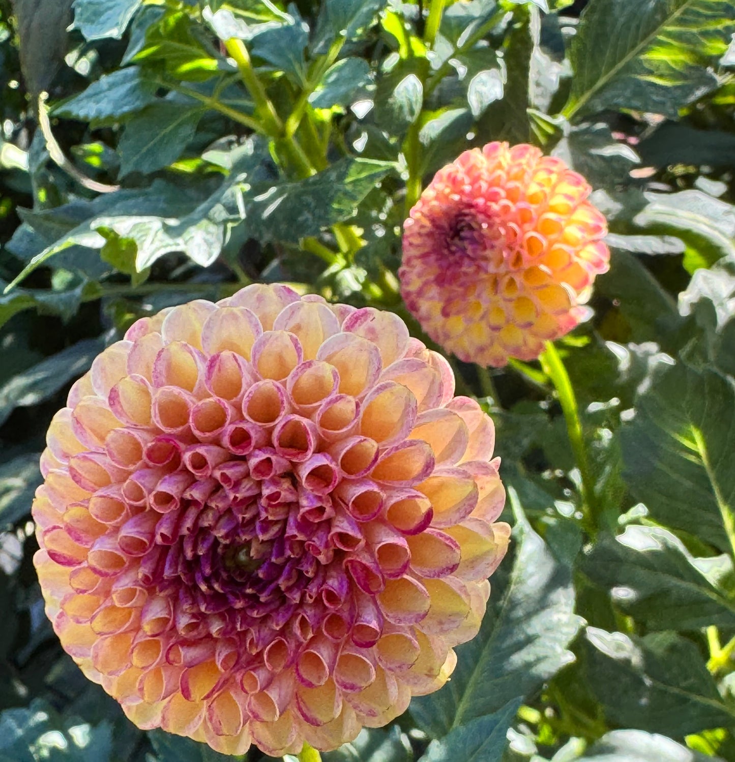 Garnet Eyes Dahlia