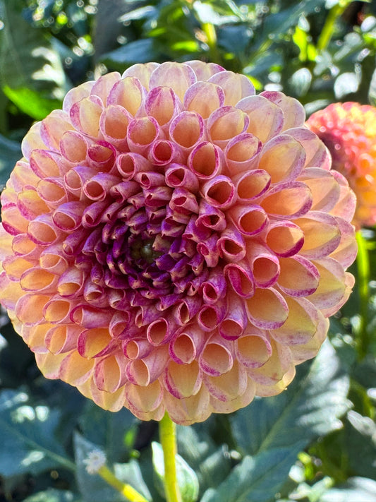 Garnet Eyes Dahlia