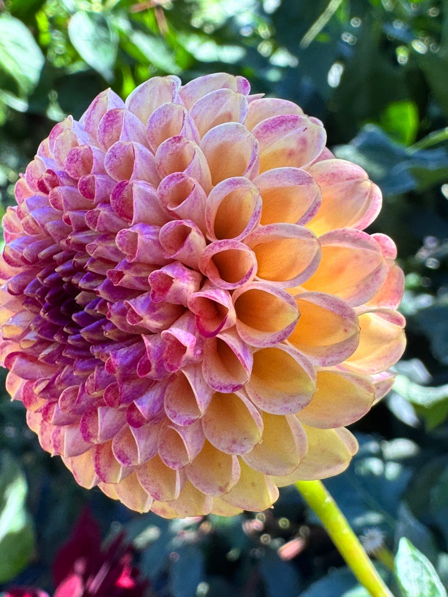 Garnet Eyes Dahlia
