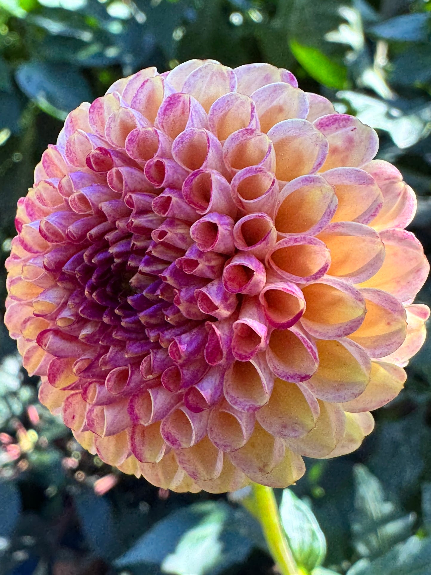 Garnet Eyes Dahlia