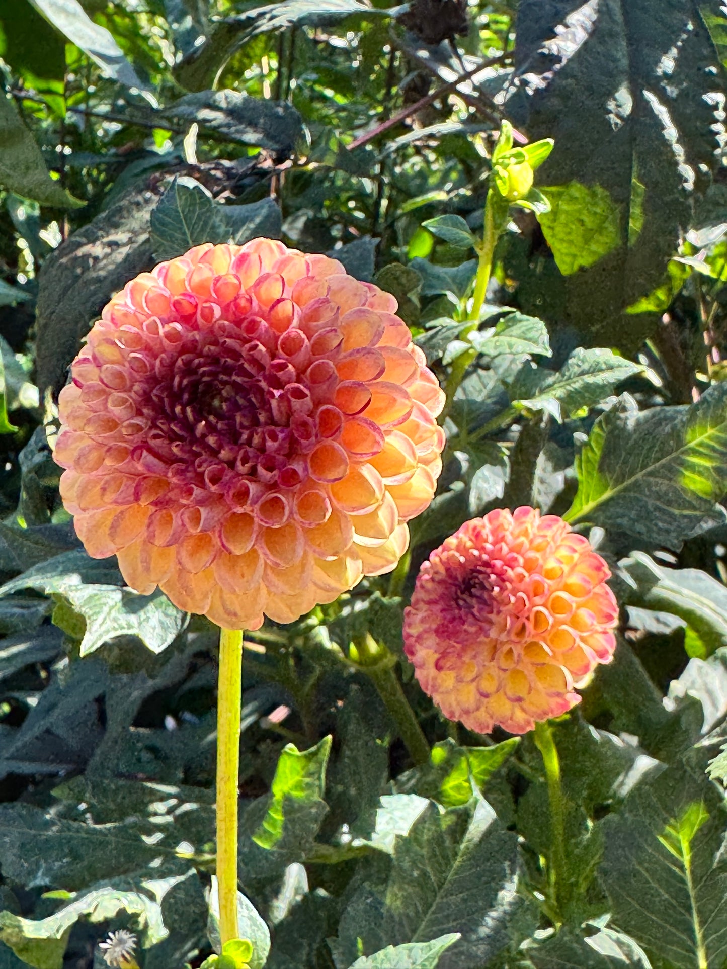 Garnet Eyes Dahlia