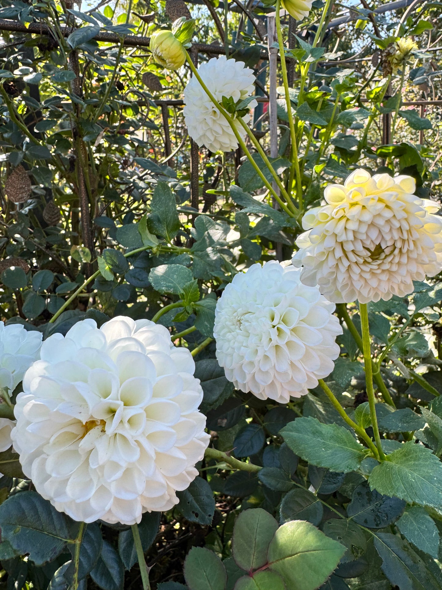 White Opal Dahlia