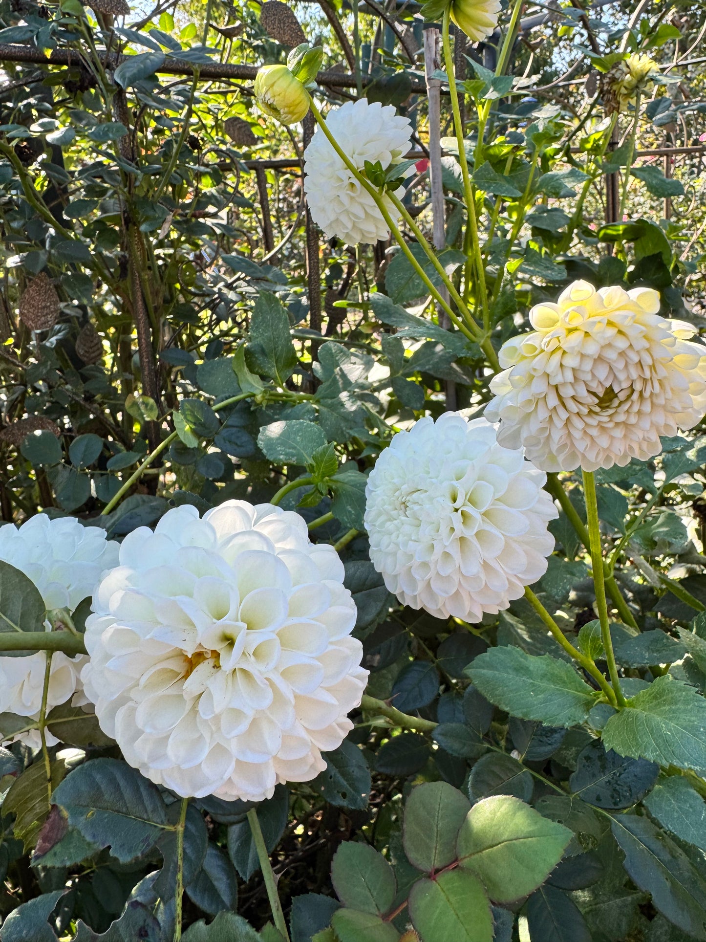 White Opal Dahlia